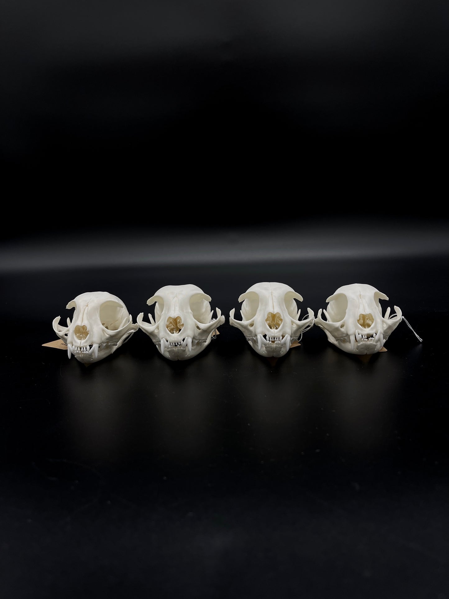 A- Grade Feral Cat Skull