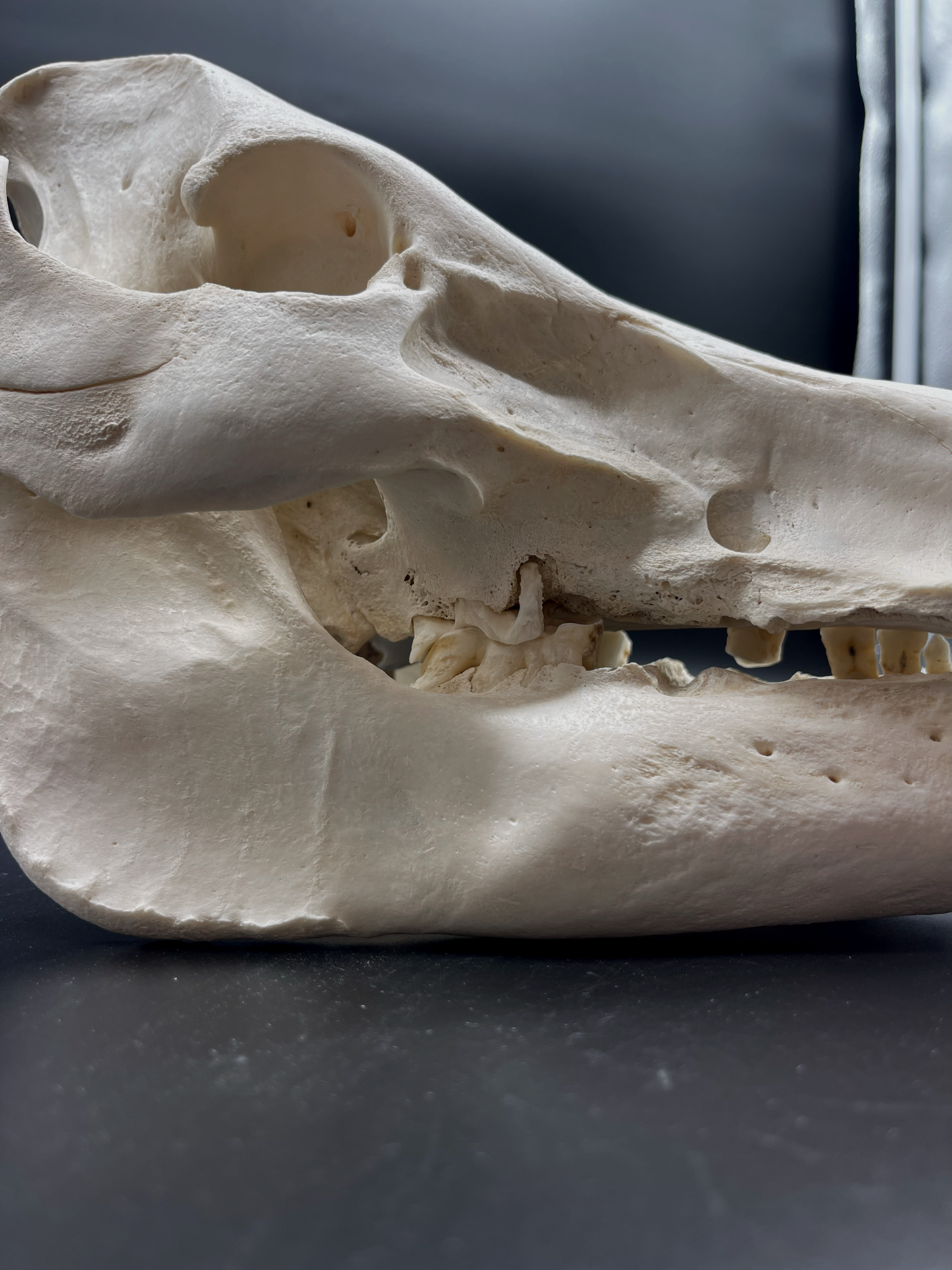 Pathological Geriatric Sow