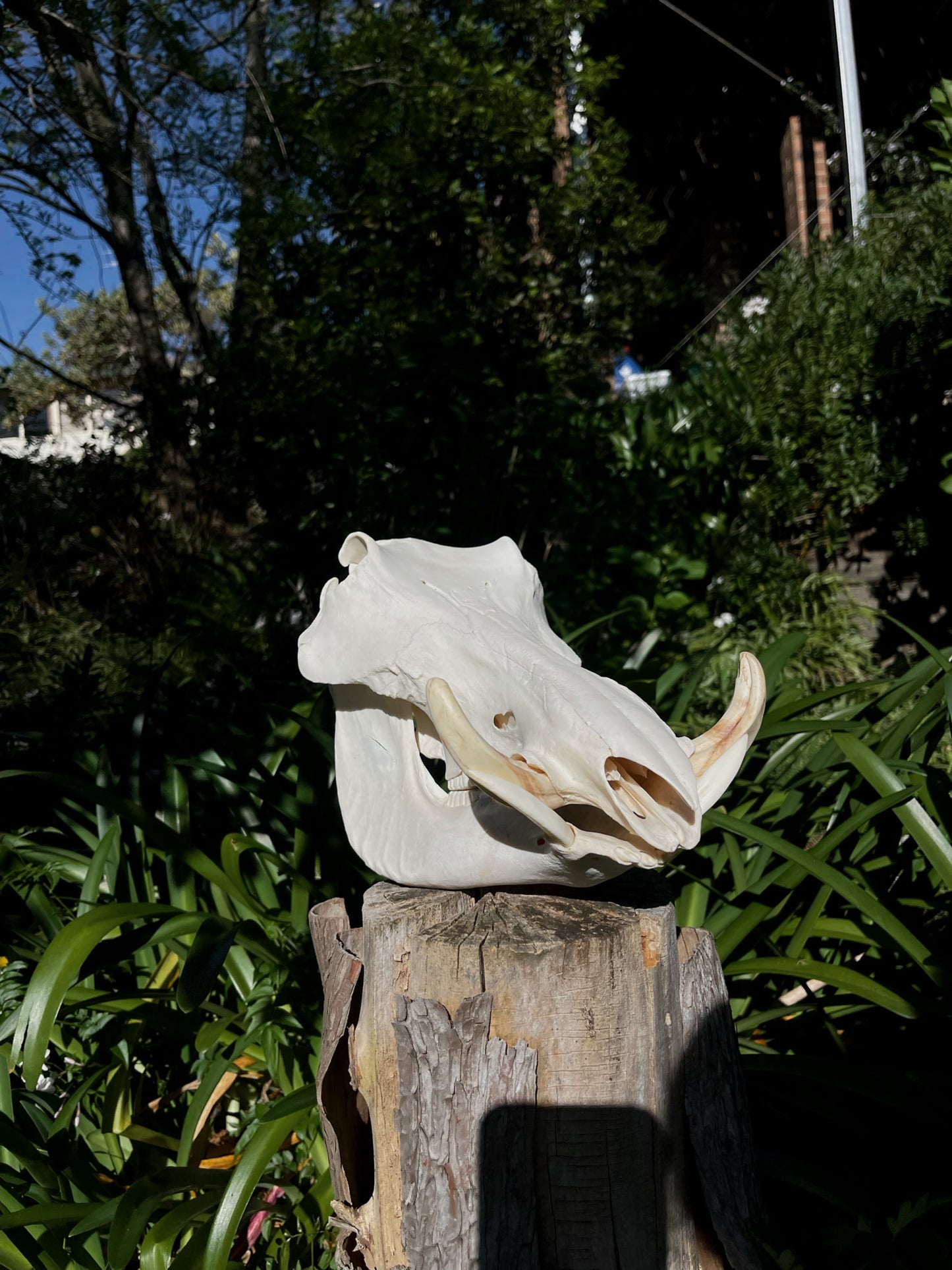Warthog Skull (AFRICA)