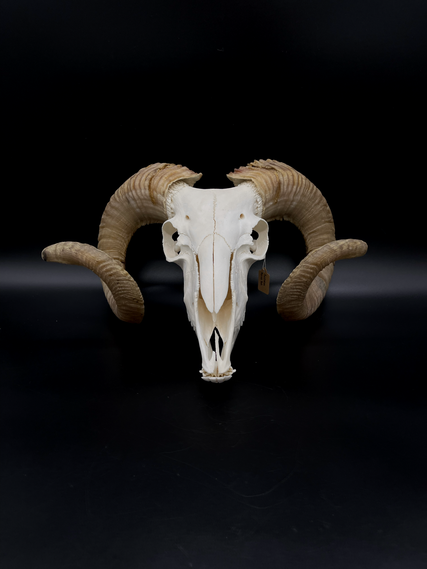 B Grade Merino Ram Skull with Mandibles