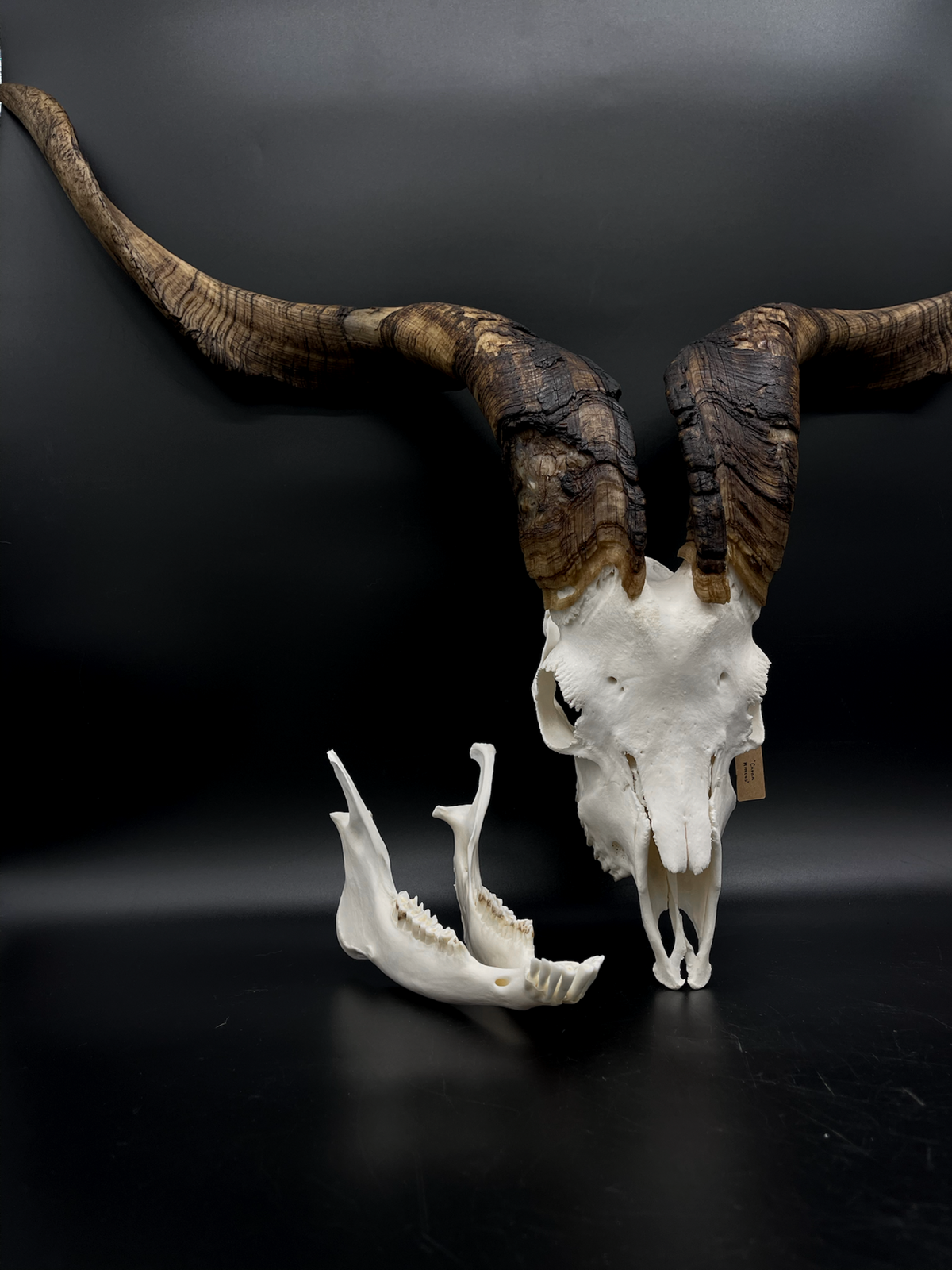 A- Rangeland Billy Goat Skull + Mandibles + VERY IMPRESSIVE HORNS