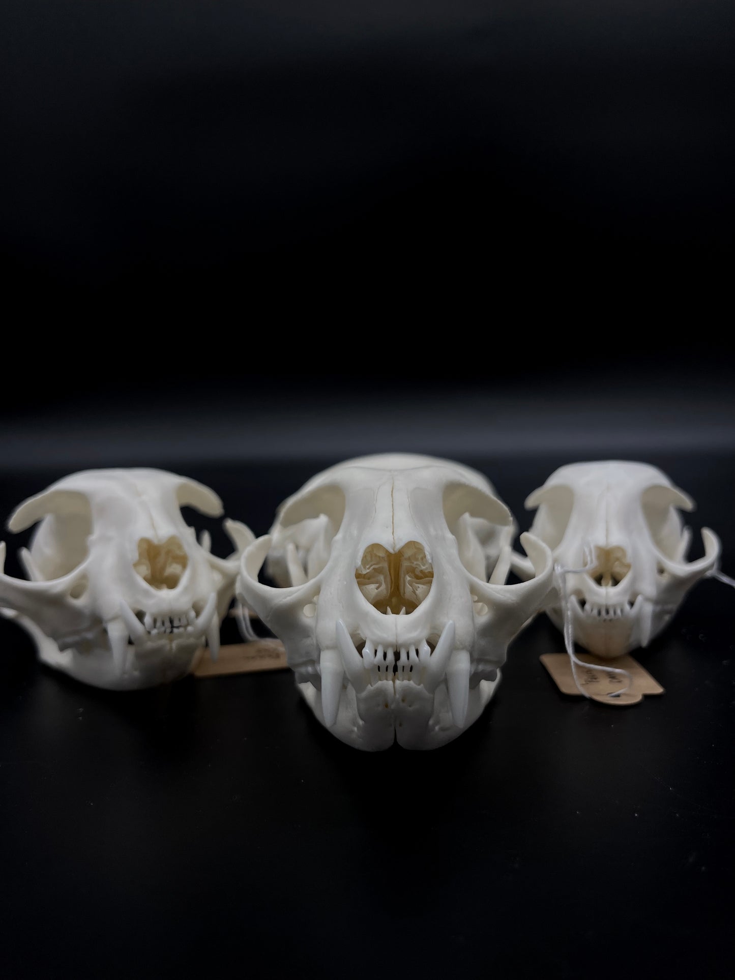 A+ Grade Feral Cat Skull