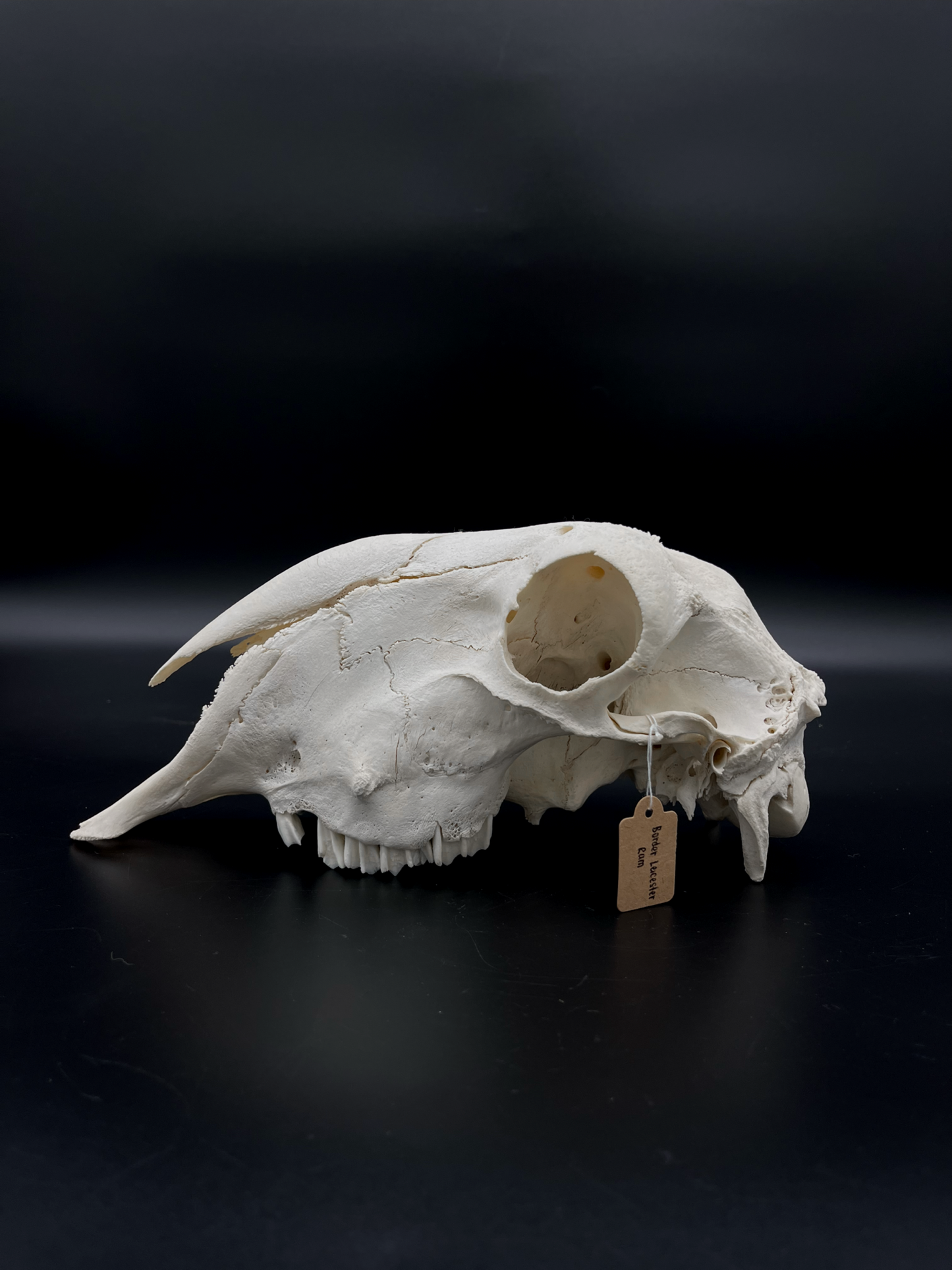 A- Grade Border Leicester Stud Ram Skull (Slight Wry Nose)