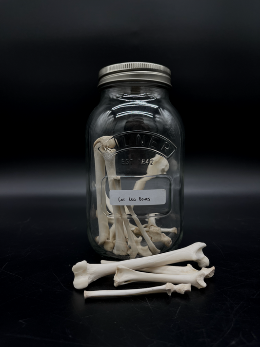 Cat Leg Bones