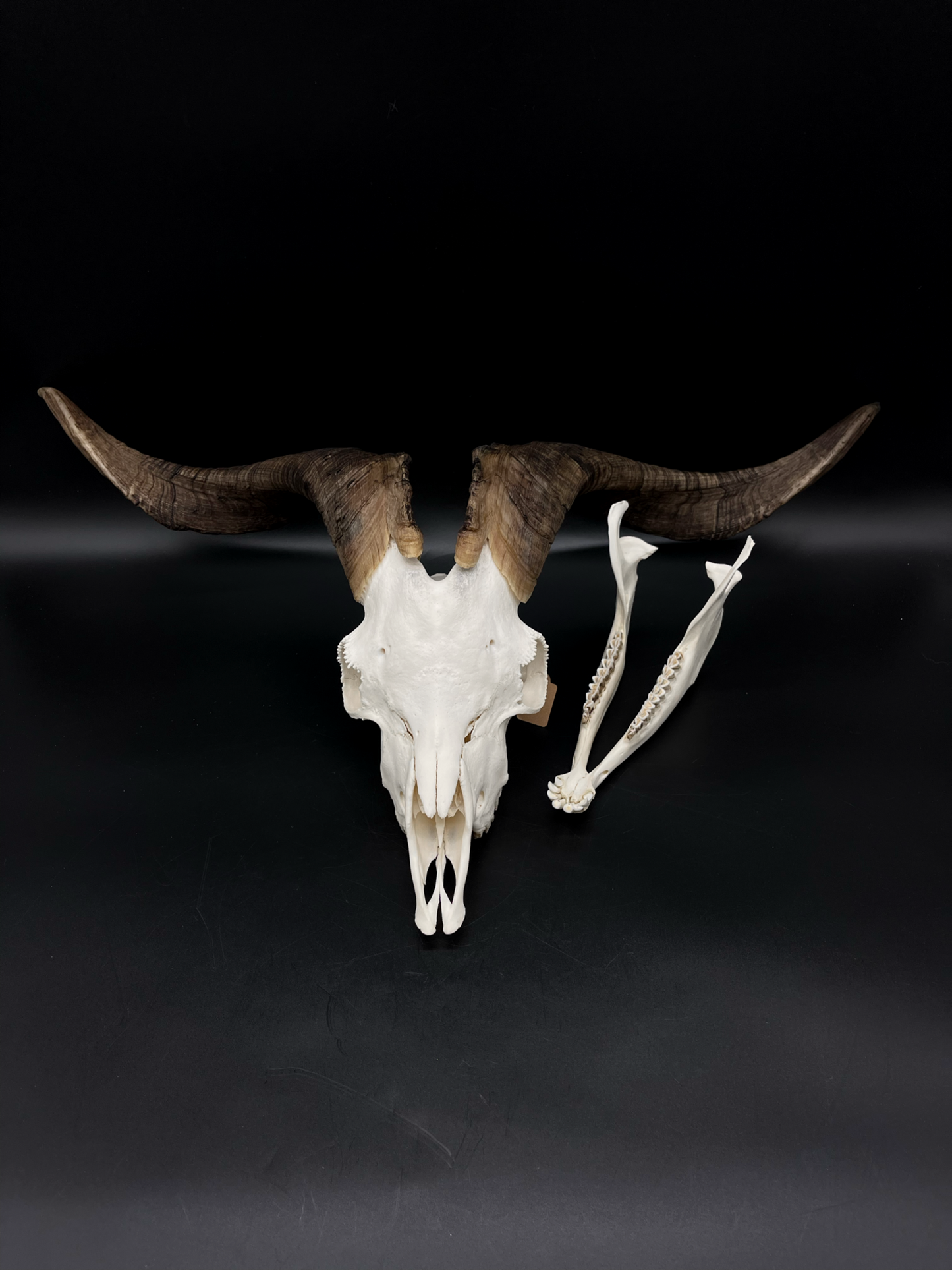 A+ Grade Rangeland Billy Skull with Mandibles