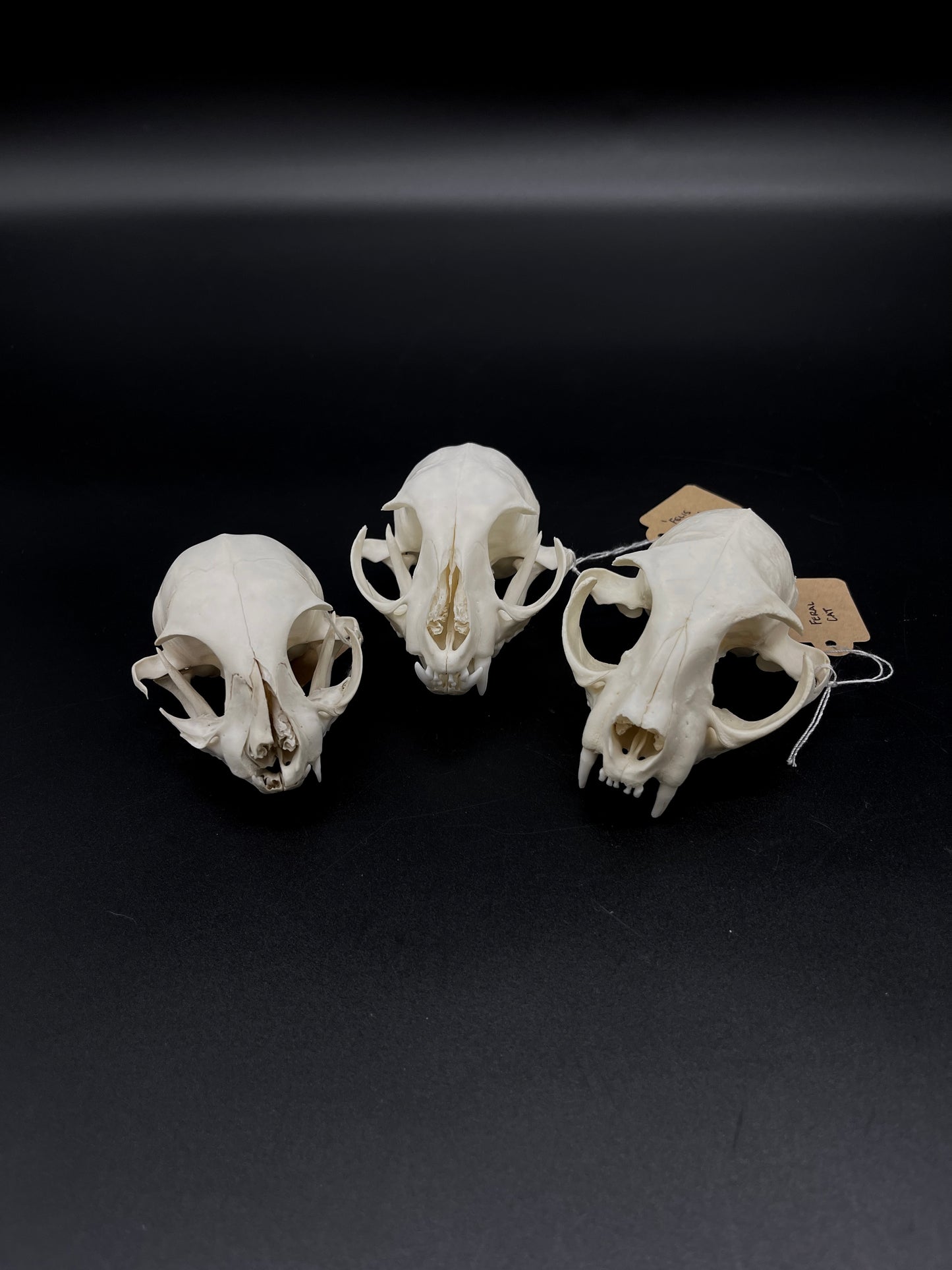 Craft Grade Feral Cat Skull