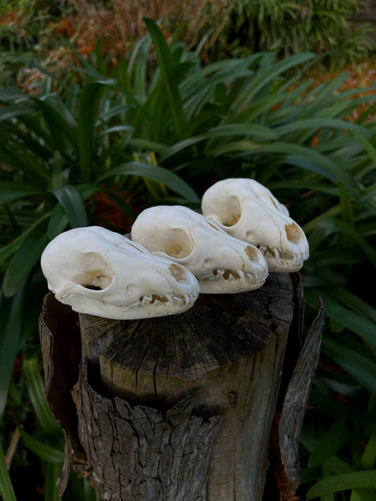 Juvenile Australian Red Fox Kit Skull