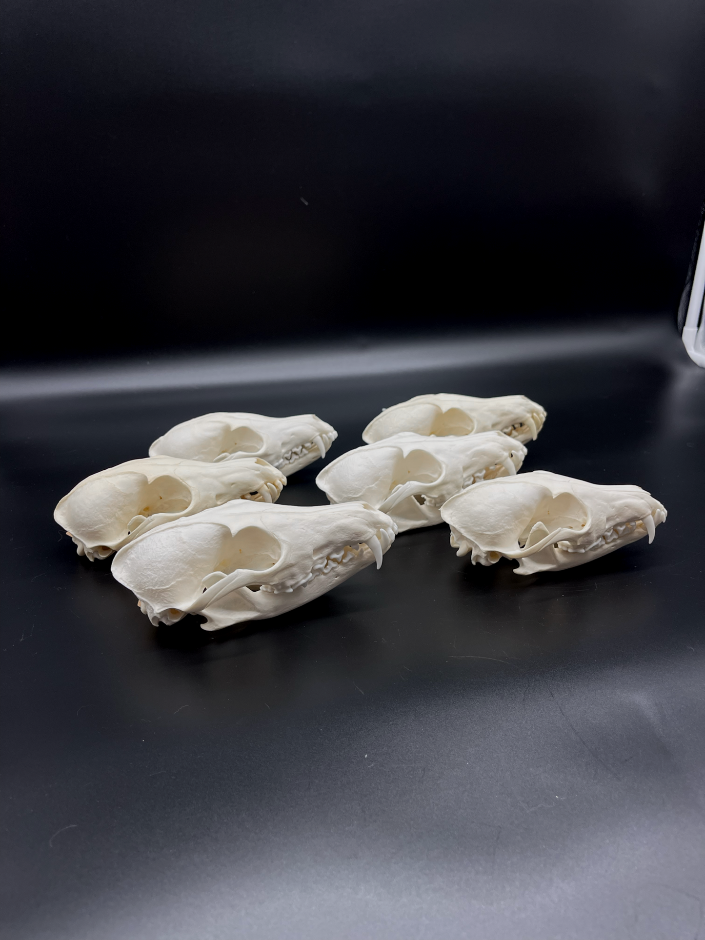 A- Grade Red Fox Skull
