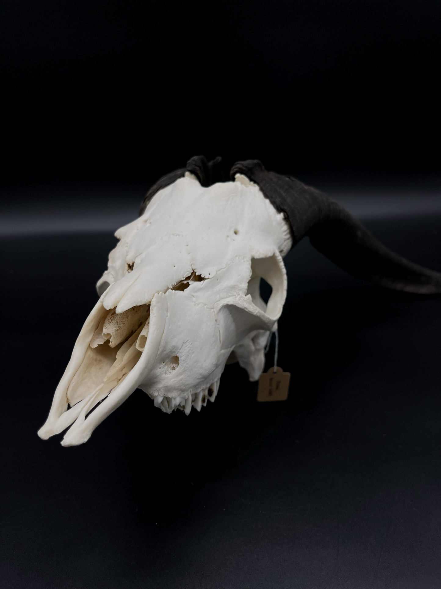 A- Grade Feral Billy Goat Skull