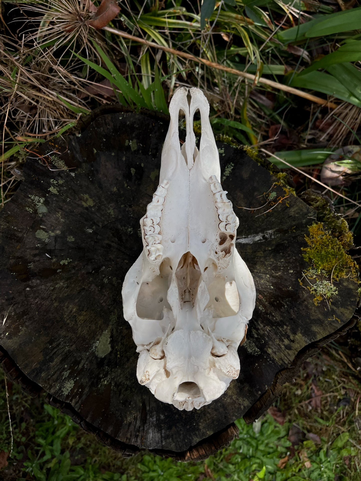 Border Leicester Stud Ram Skull #1