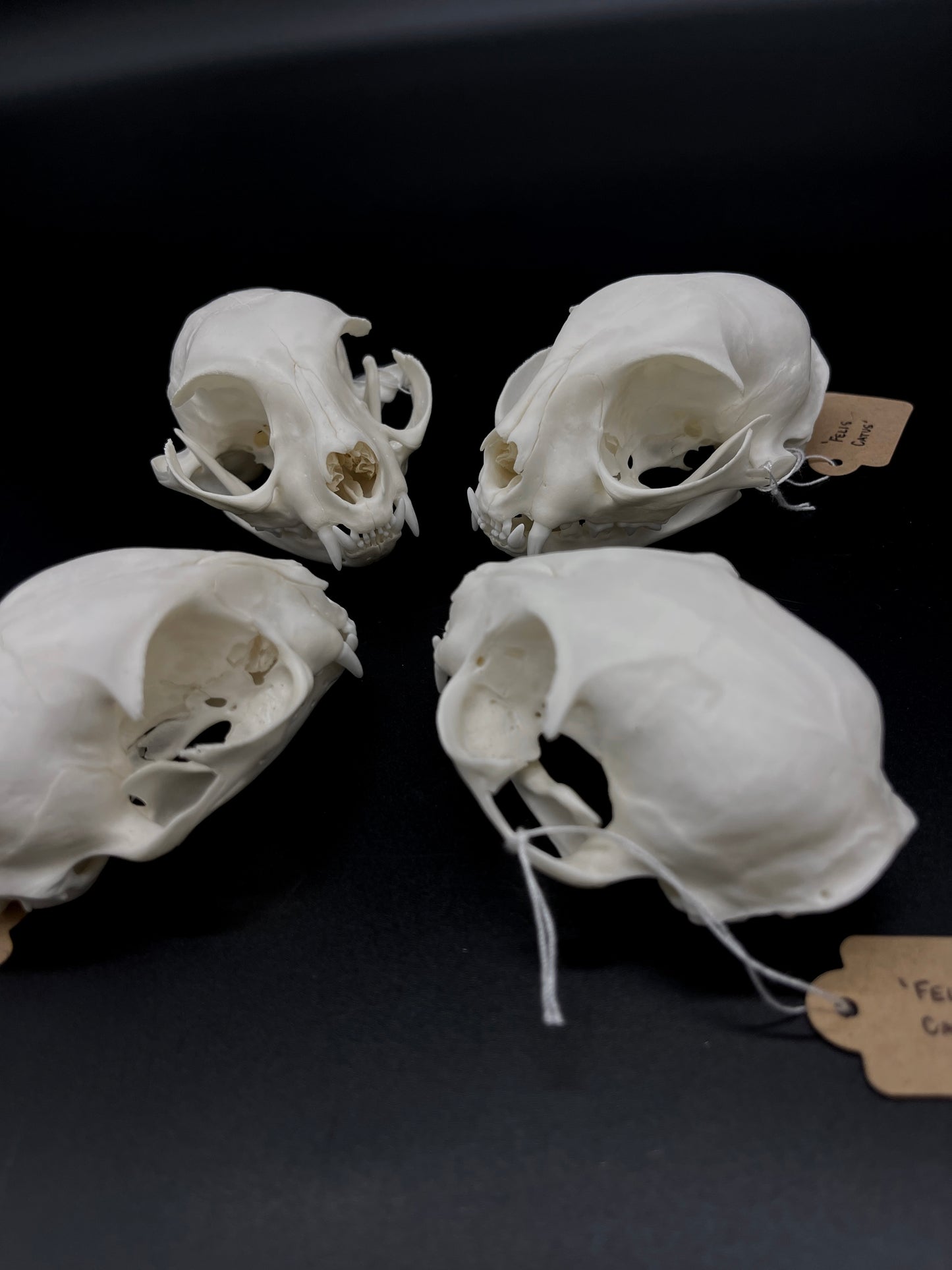 A- Grade Feral Cat Skull