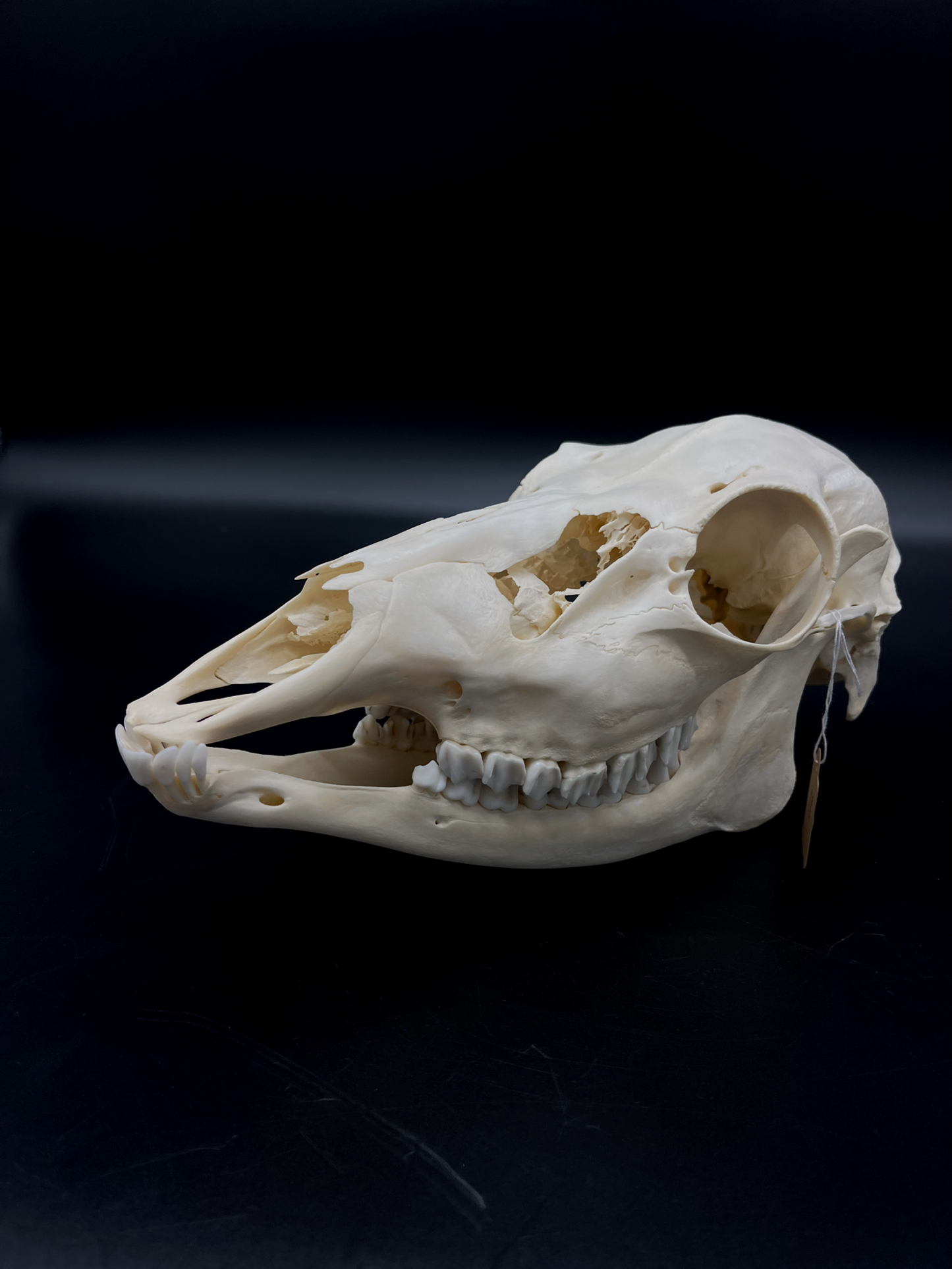 Craft Grade Fallow Doe skull w/ Mandibles