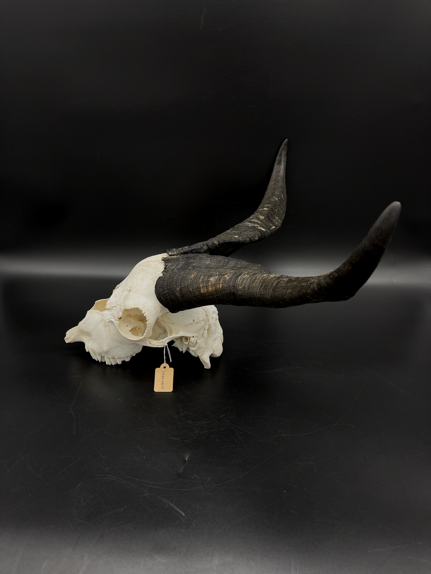 Craft Grade Feral Billy Goat Skull with “Devil Horns”