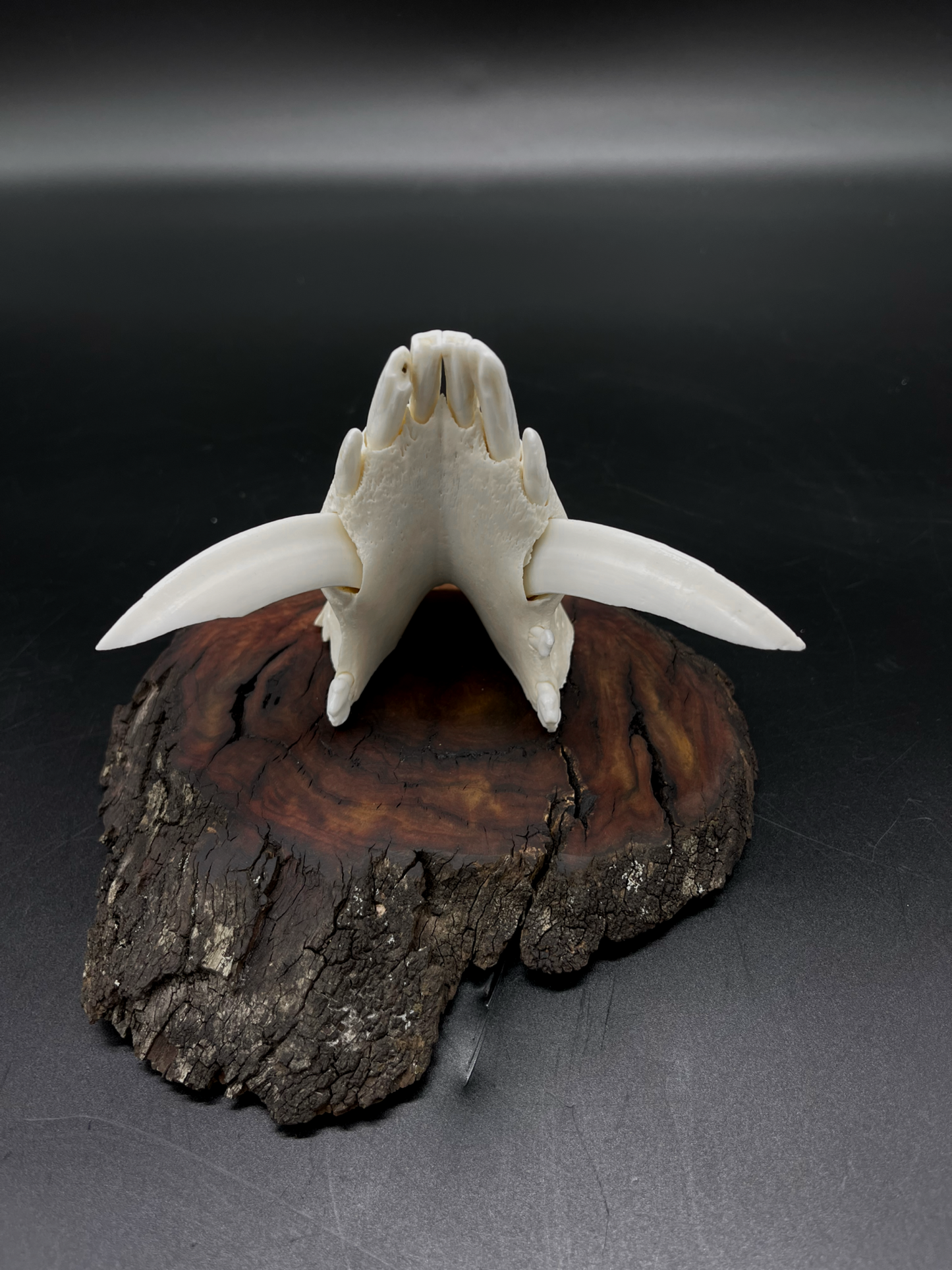 Wild Boar Tusks mounted on Hardwood Burl