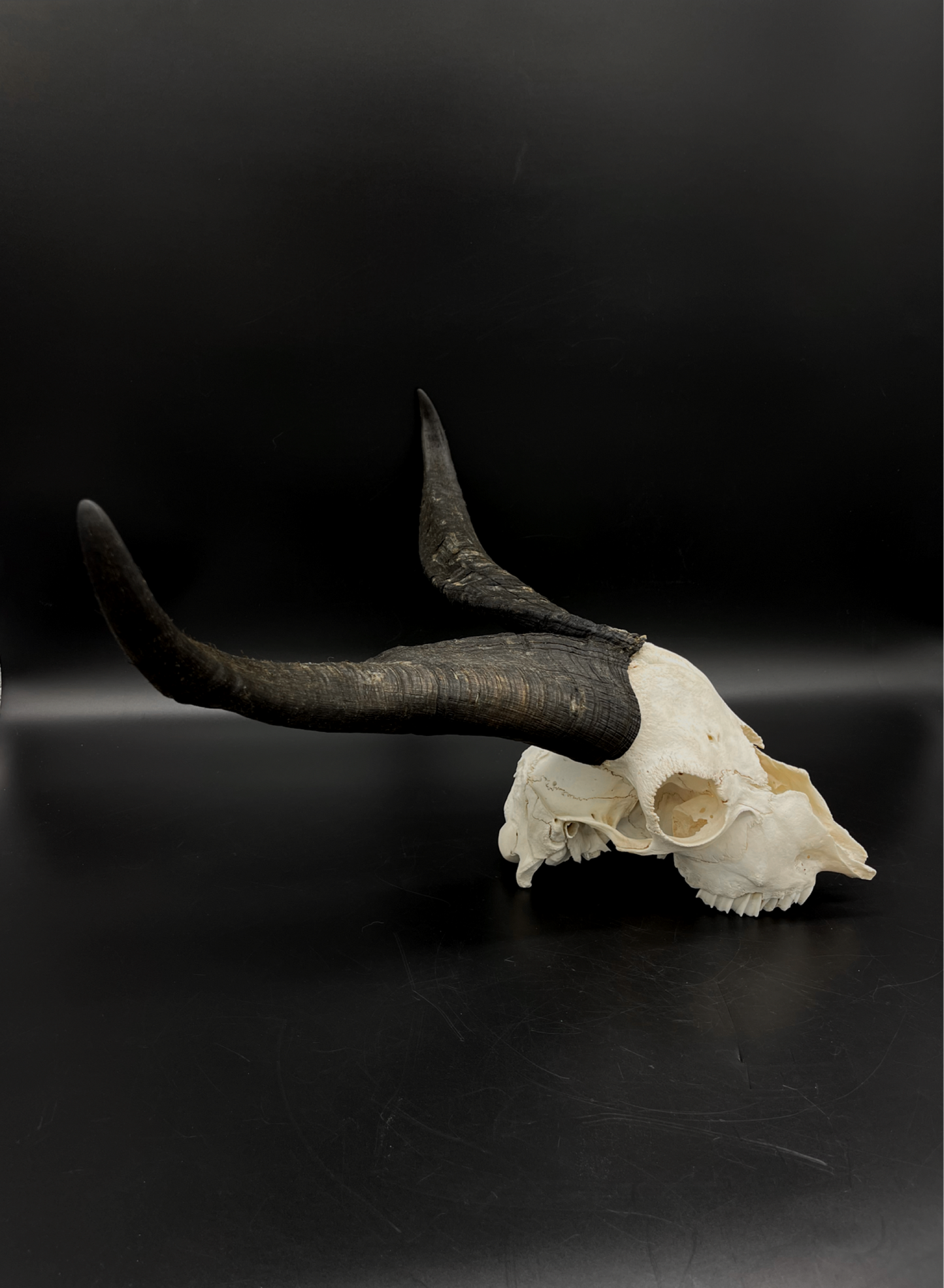 Craft Grade Feral Billy Goat Skull with “Devil Horns”
