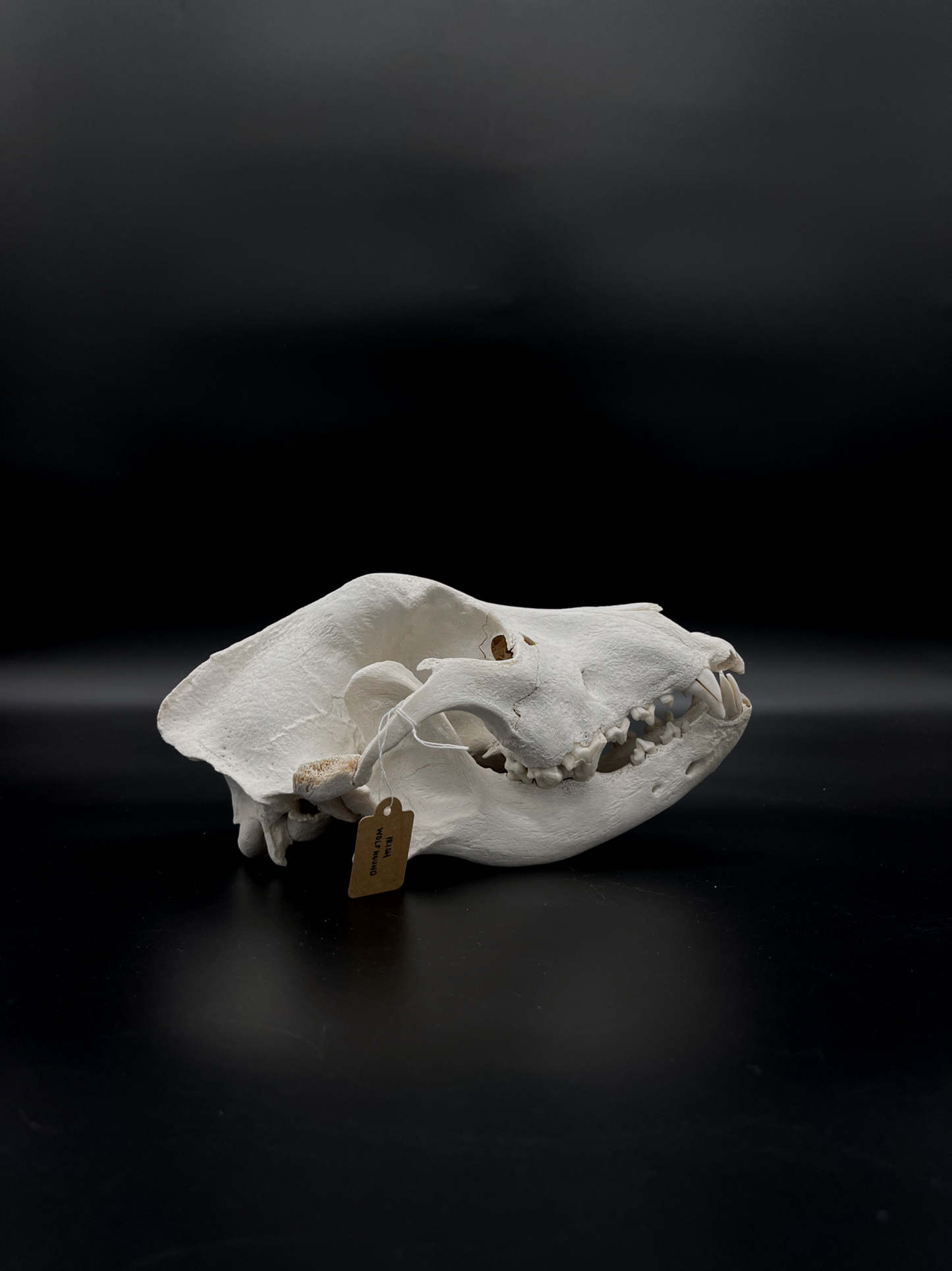 Craft Grade Irish Wolfhound Skull