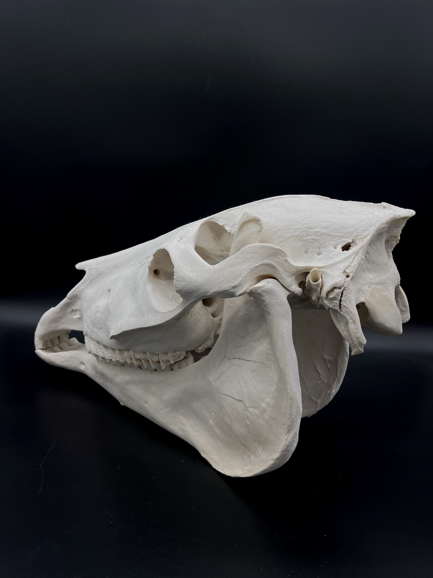 B Grade Pathological Horse Skull