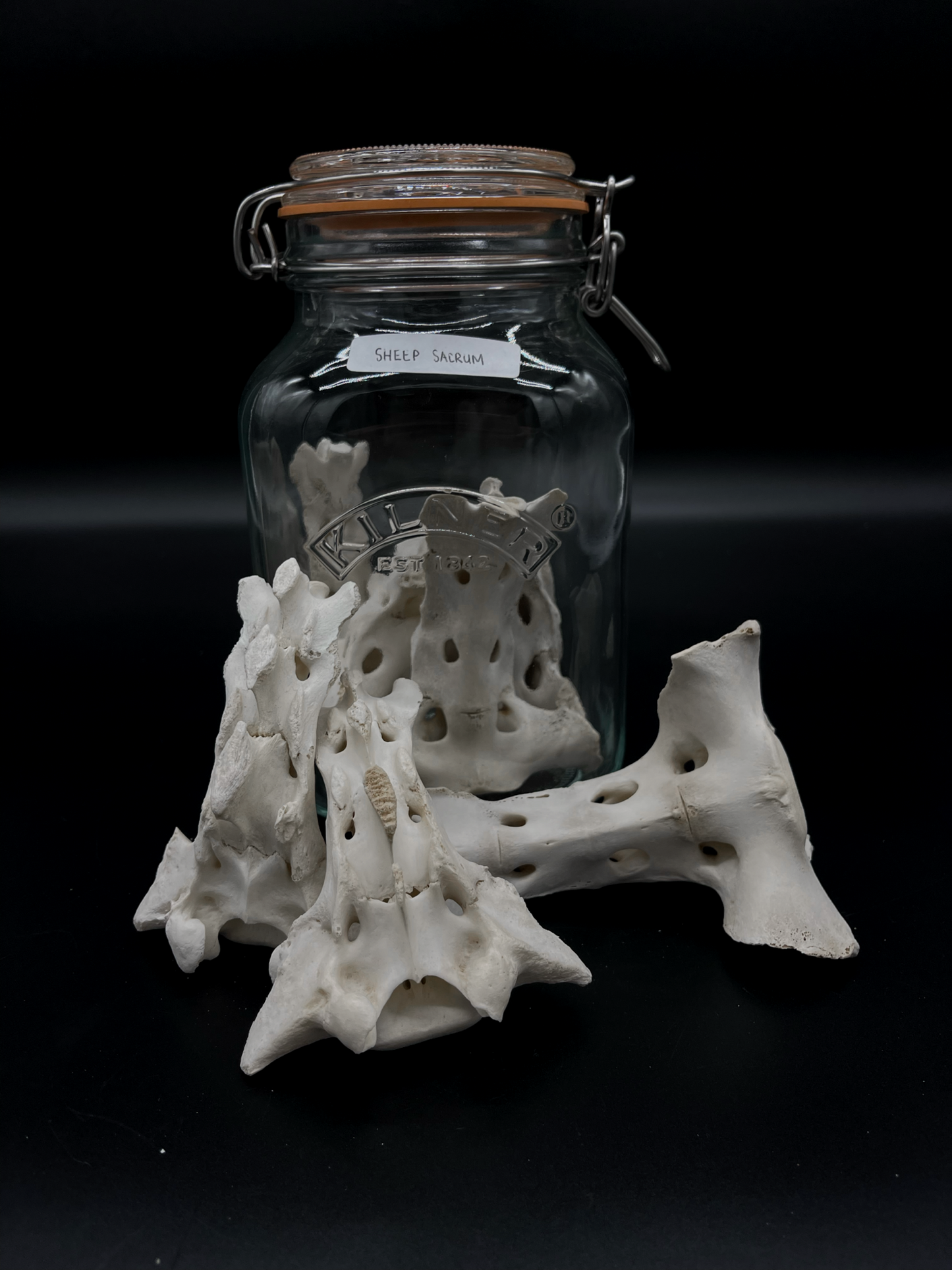 Sheep Sacrum