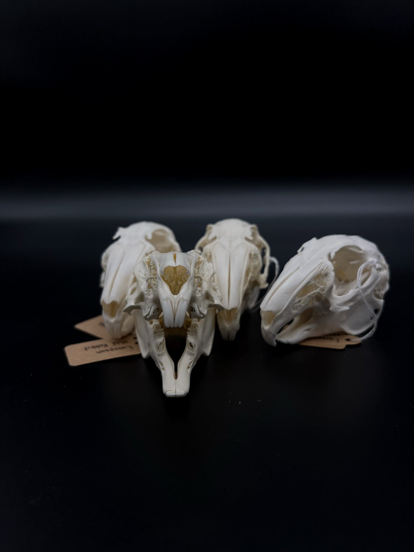 (A Grade) European Rabbit Skull