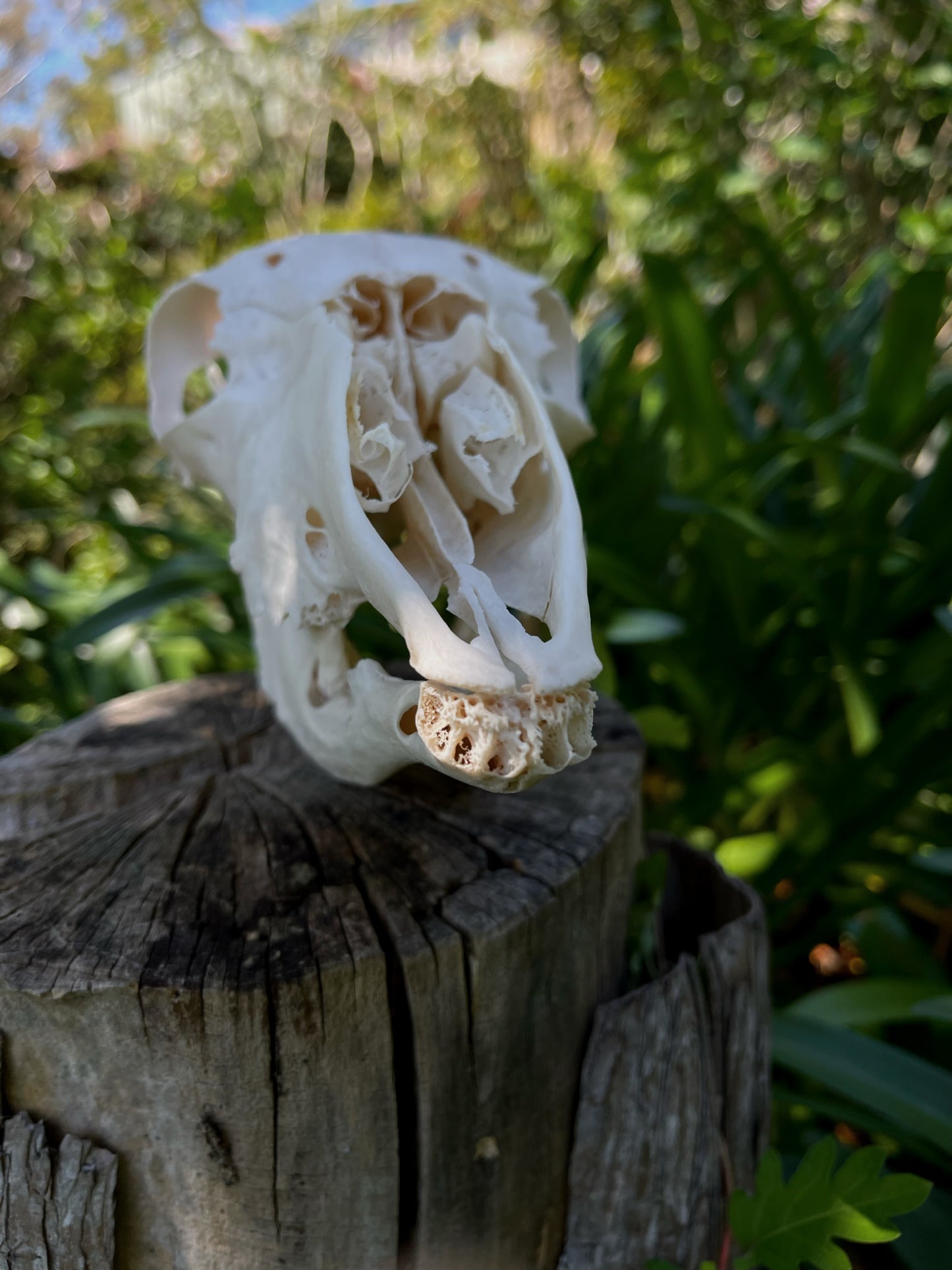 Pathological Geriatric Ewe Skull