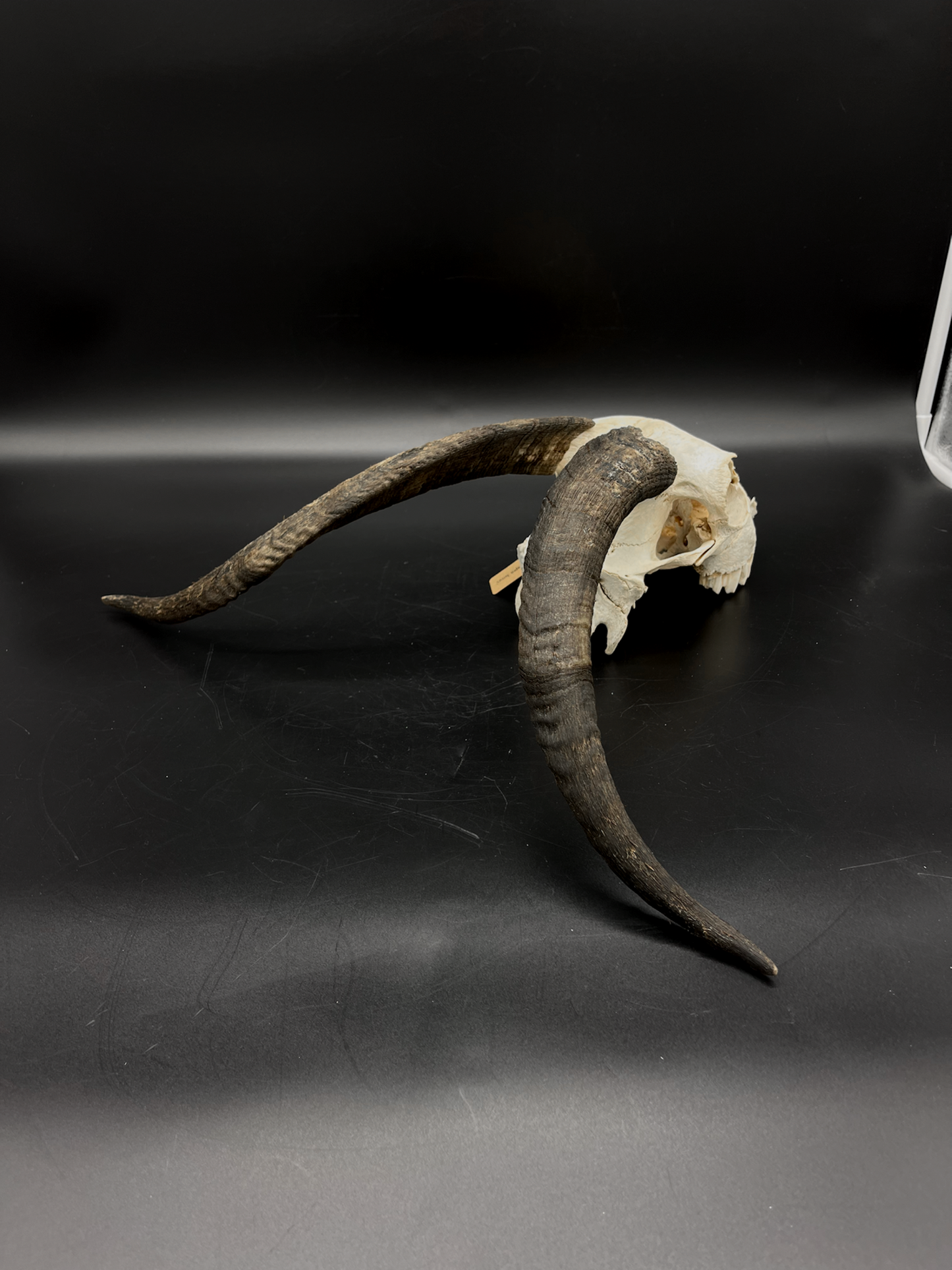 Craft Grade Nanny Goat Skull