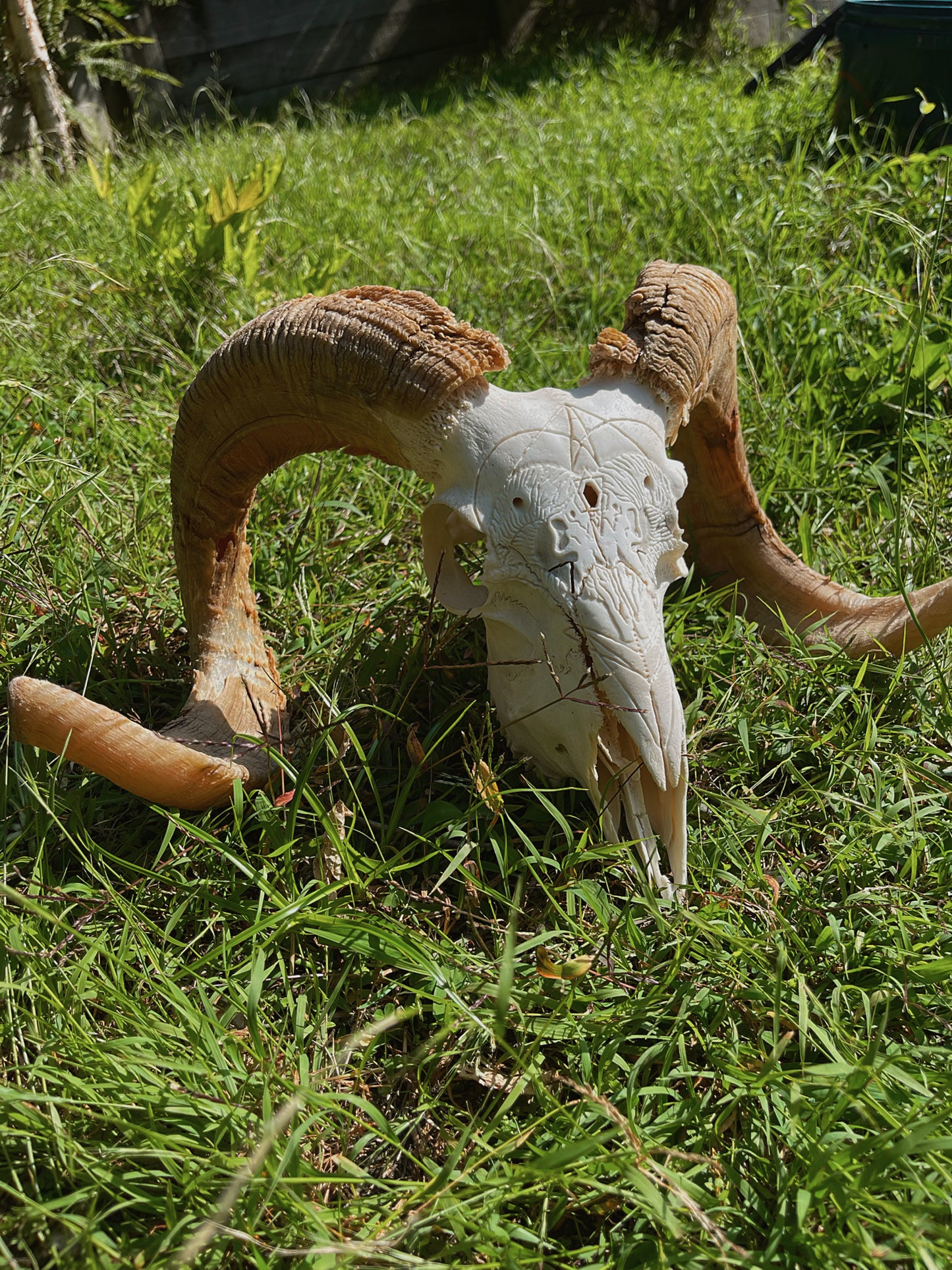Geometric Ram Skull Carving
