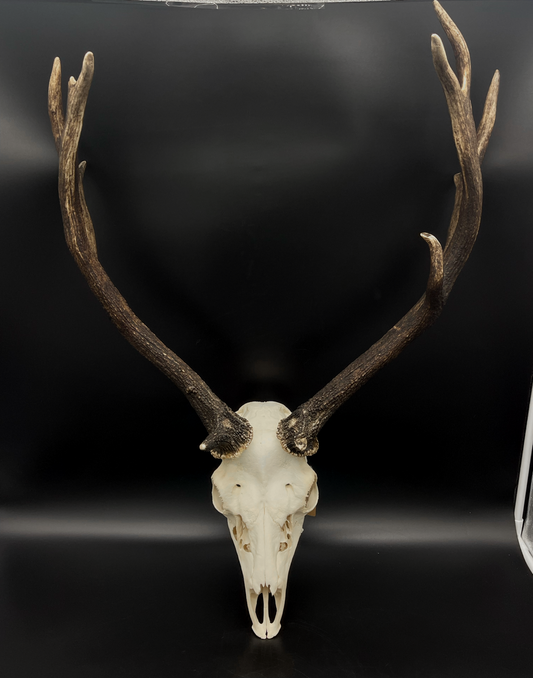 A- Grade Geriatric Fallow Buck Skull