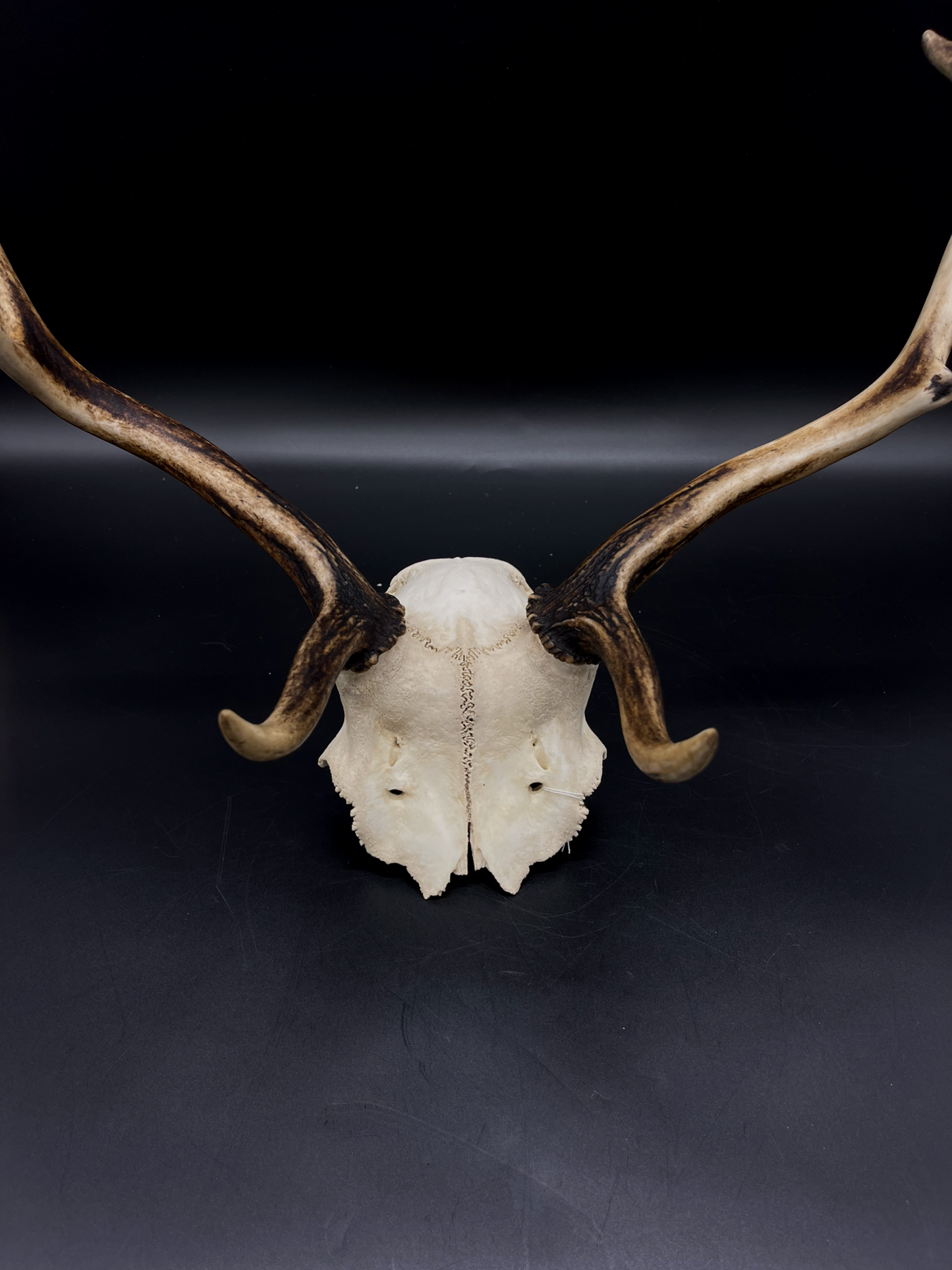 B Grade Fallow Buck Skull Cap