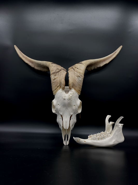 A- Grade Billy Goat Skull with Mandibles