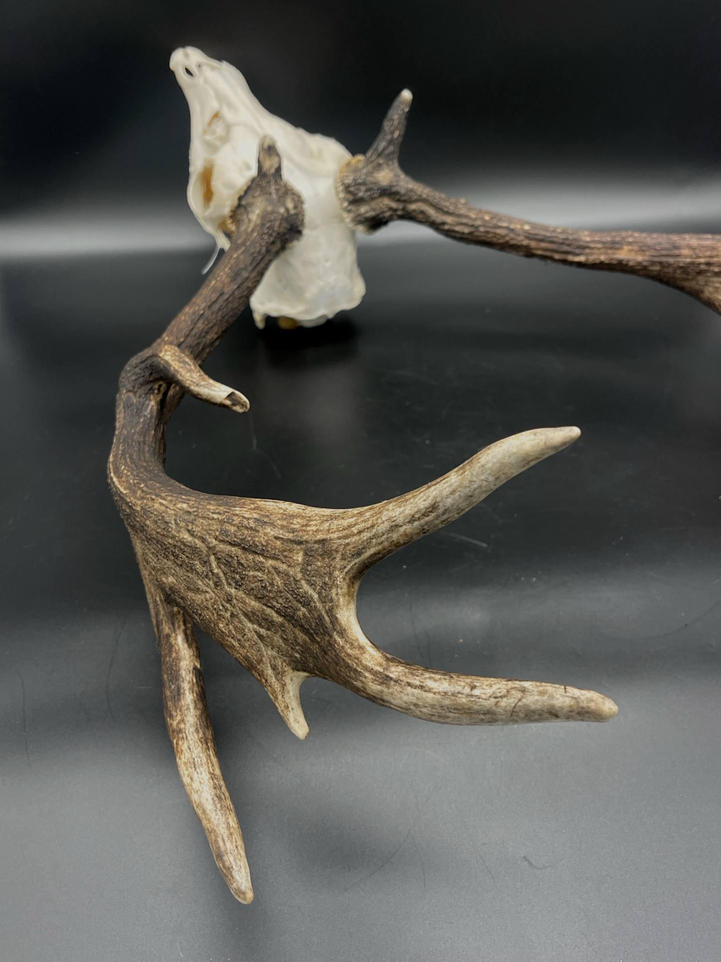 A- Grade Geriatric Fallow Buck Skull