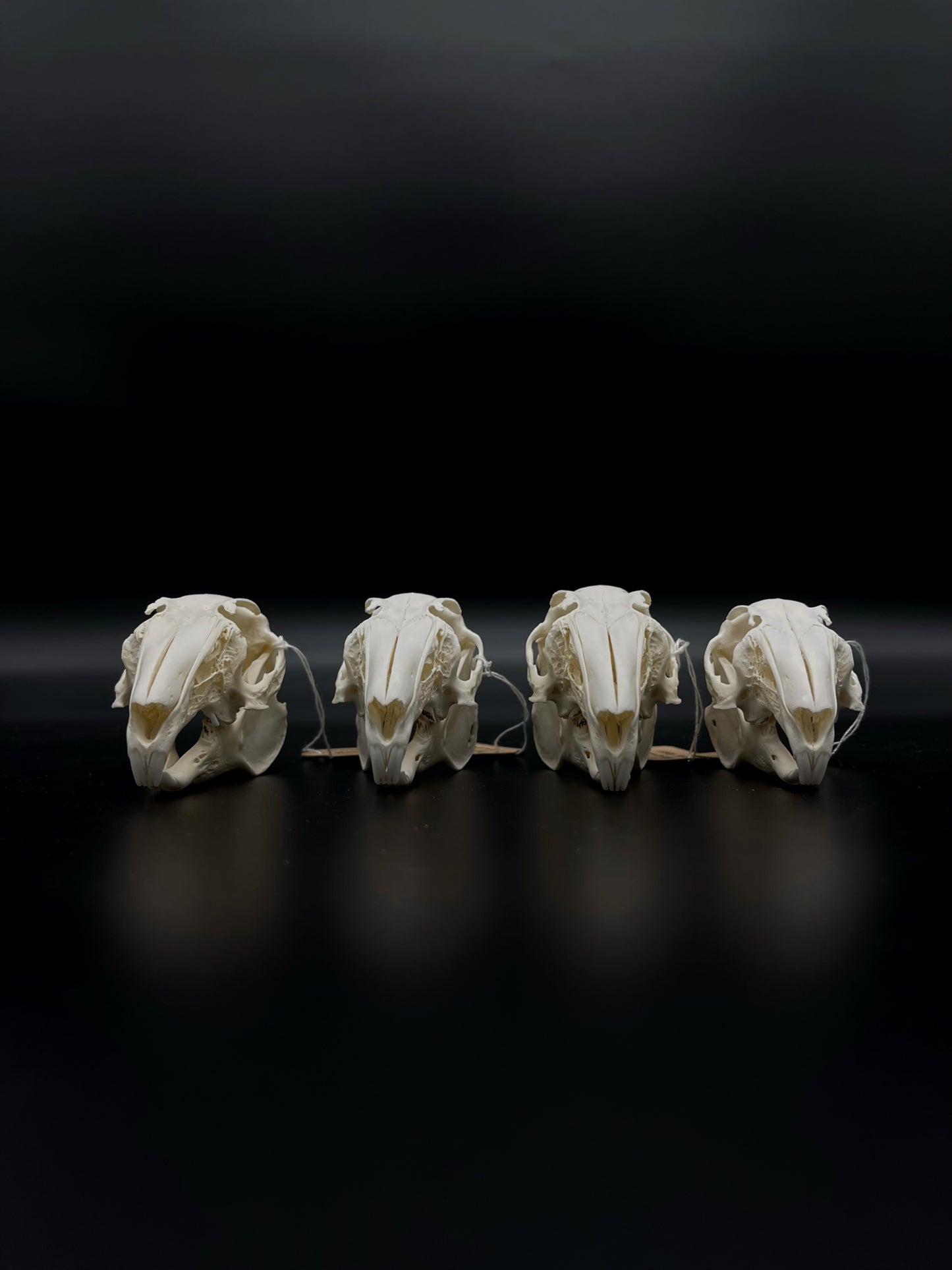 (A Grade) European Rabbit Skull