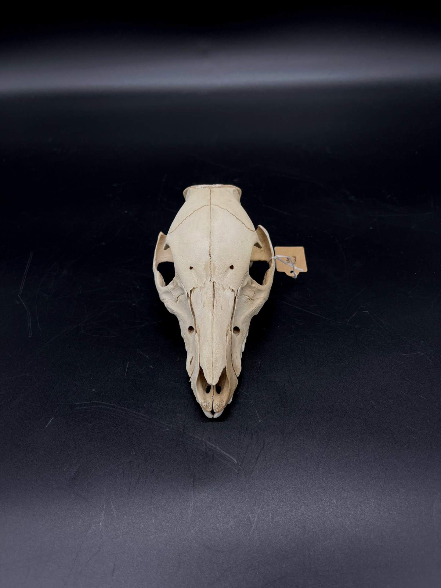 Craft Grade Feral Piglet Skull with Natural Patina