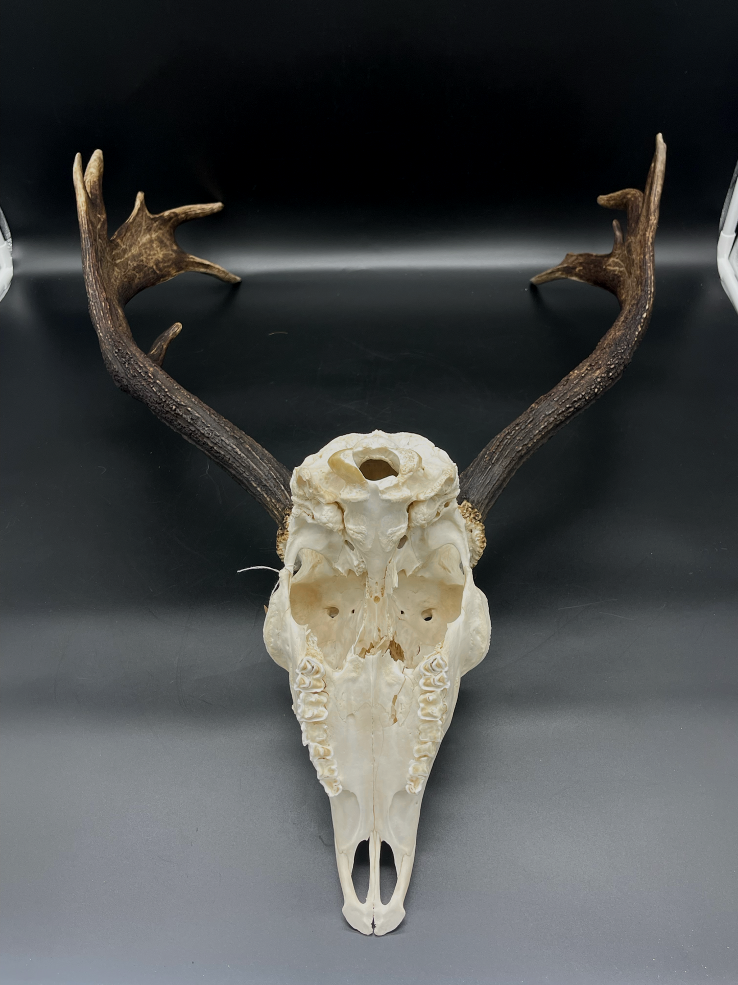 A- Grade Geriatric Fallow Buck Skull