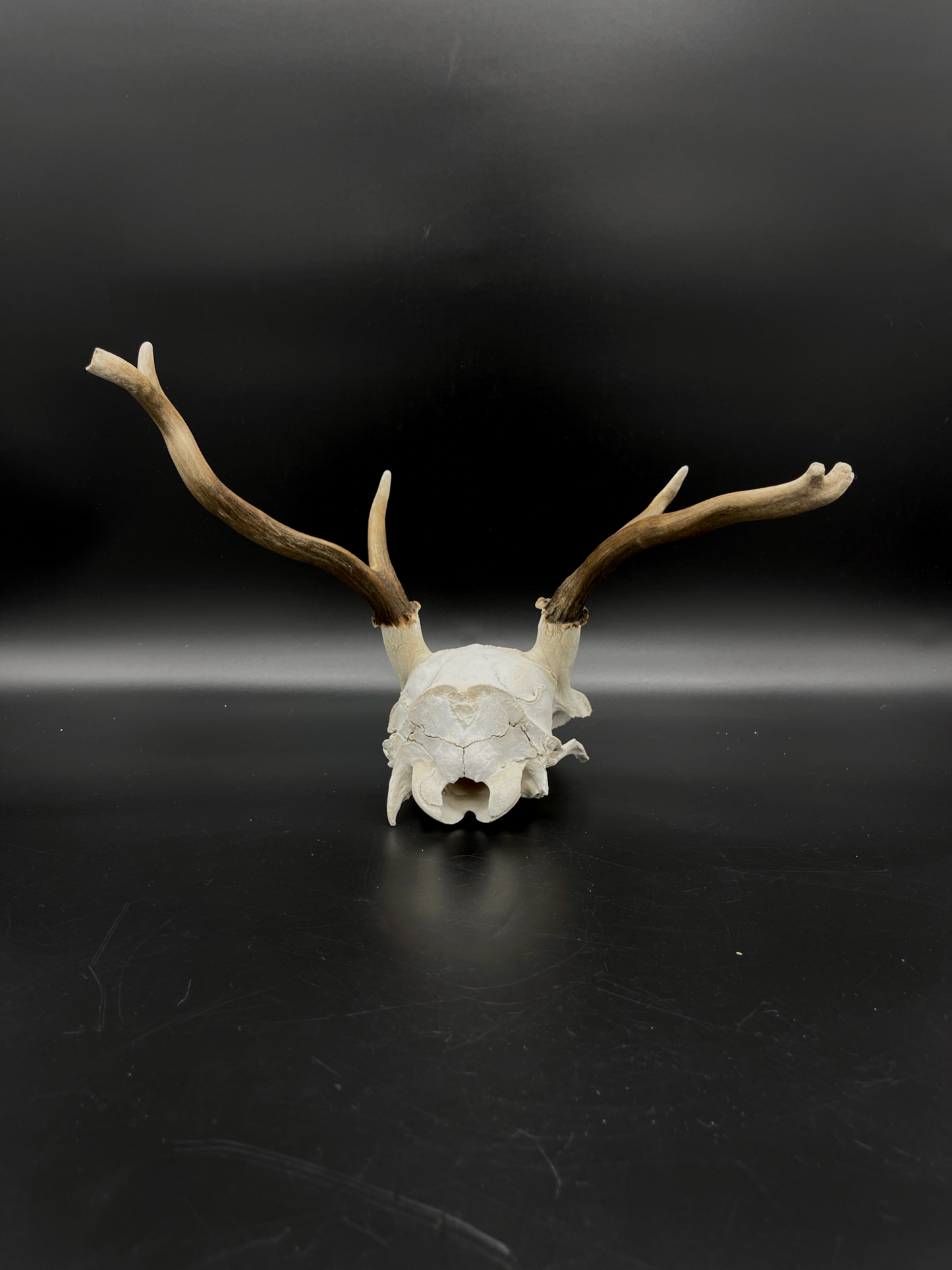 B Grade Fallow Buck Skull Cap