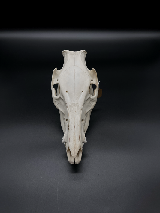 Feral Pig Skull (B Grade)