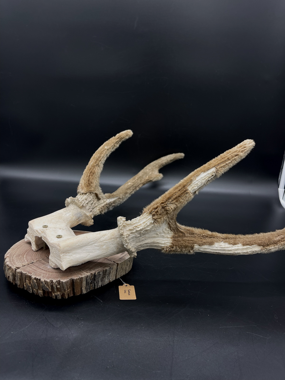 Craft Grade Sambar velvet Antlers mounted on Red Gum