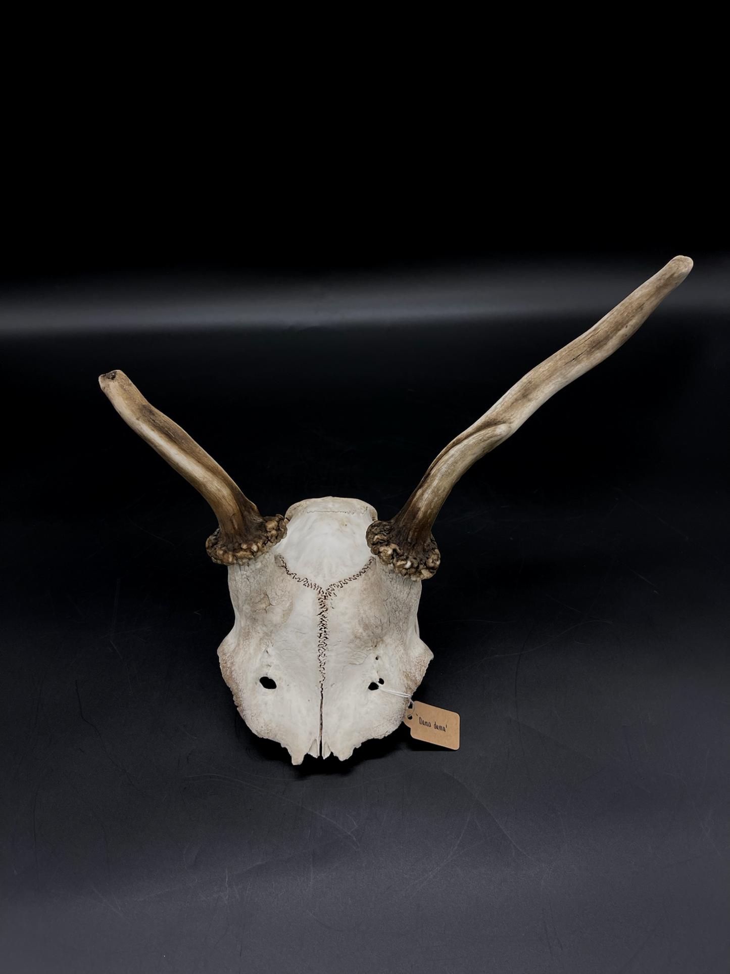 Craft Grade Fallow Spiker Skull Cap