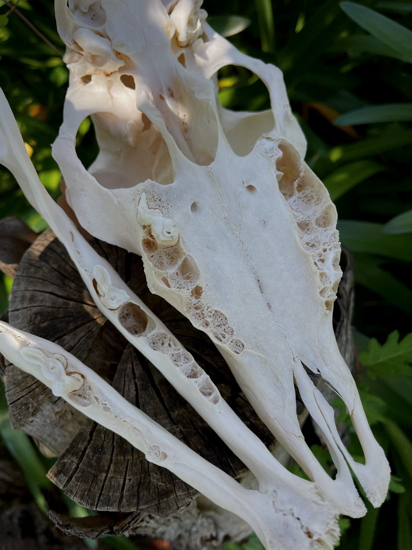 Pathological Geriatric Ewe Skull