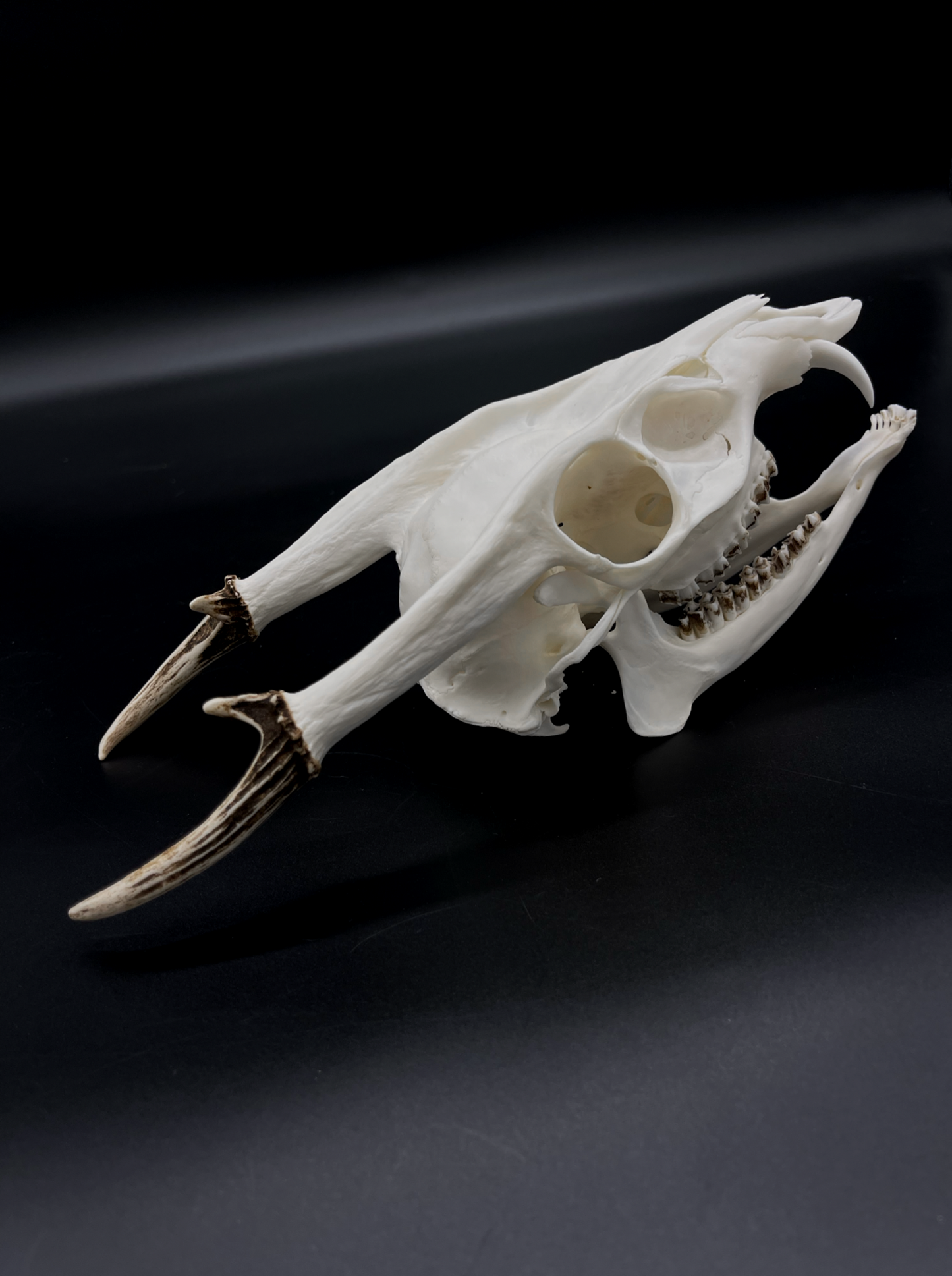 A Grade Reeves’s Muntjac Skull with Mandibles (UK)
