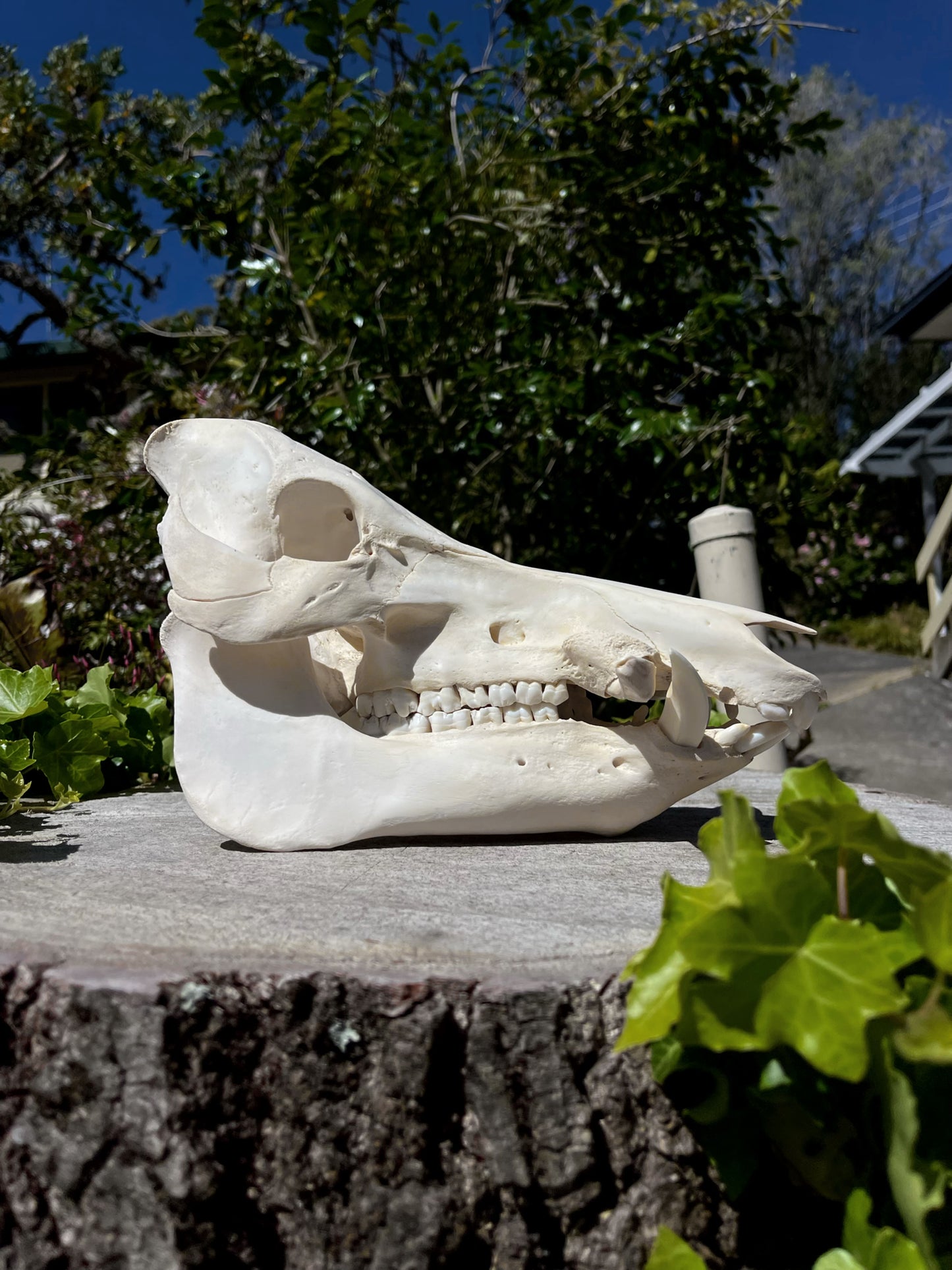 110kg Wild Boar Skull