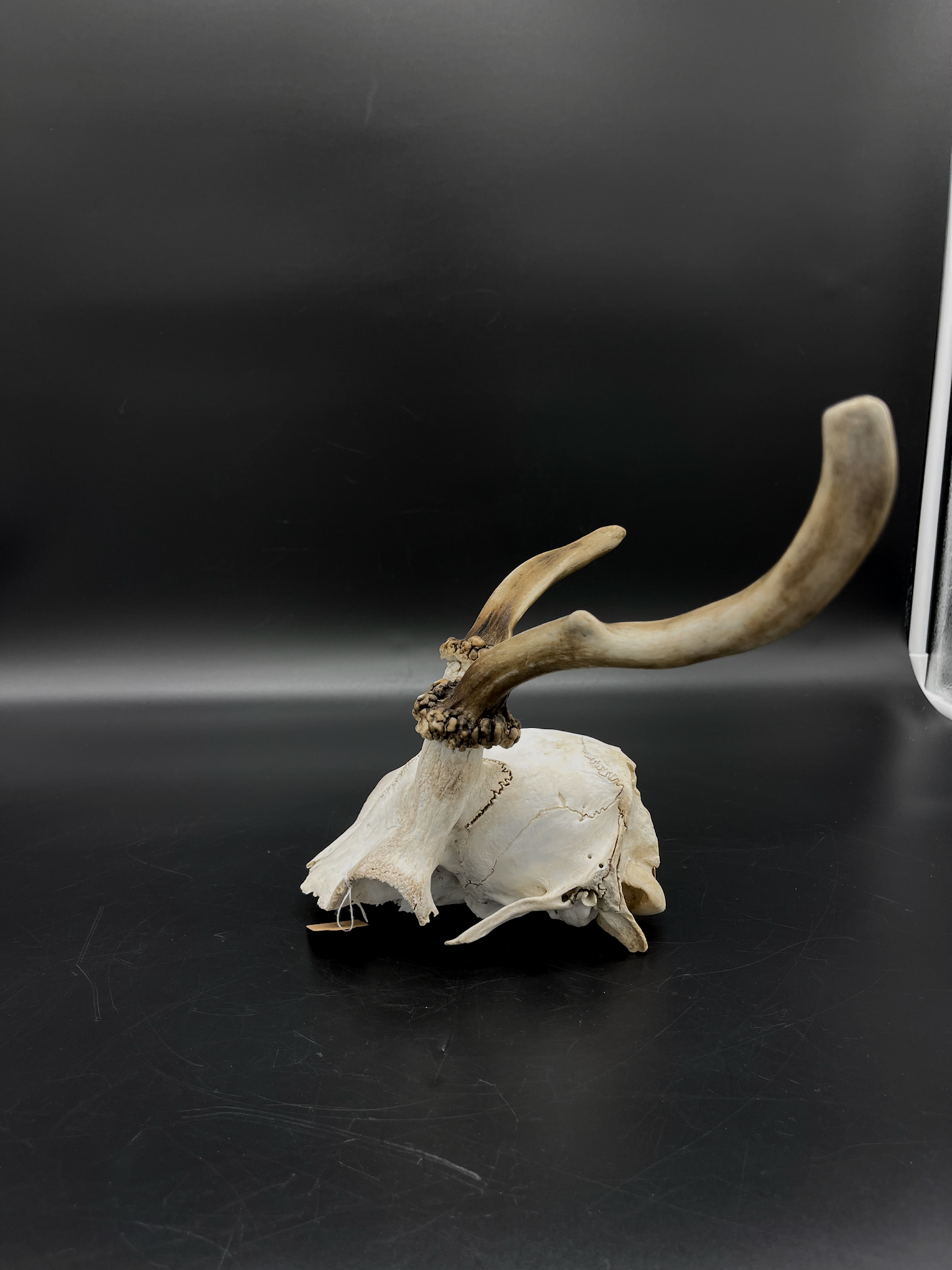 Craft Grade Fallow Spiker Skull Cap