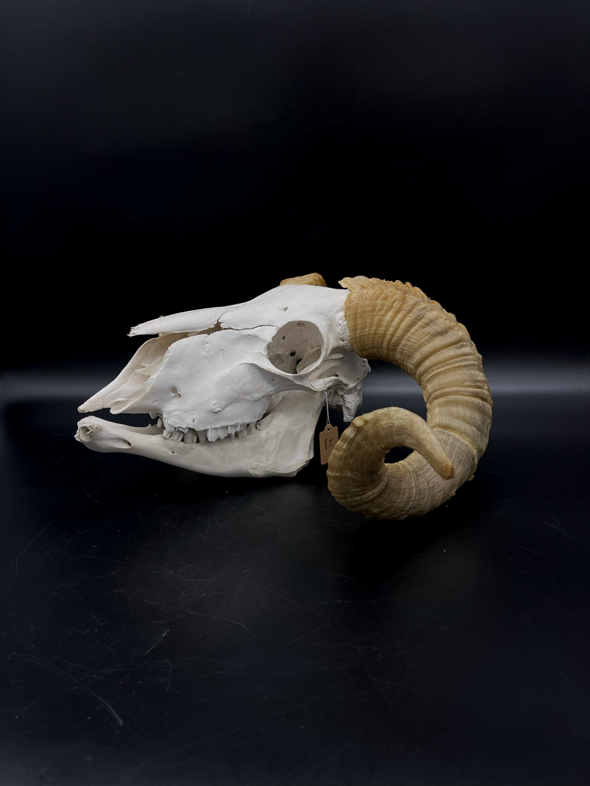 B Grade Merino Ram Skull + Mandibles