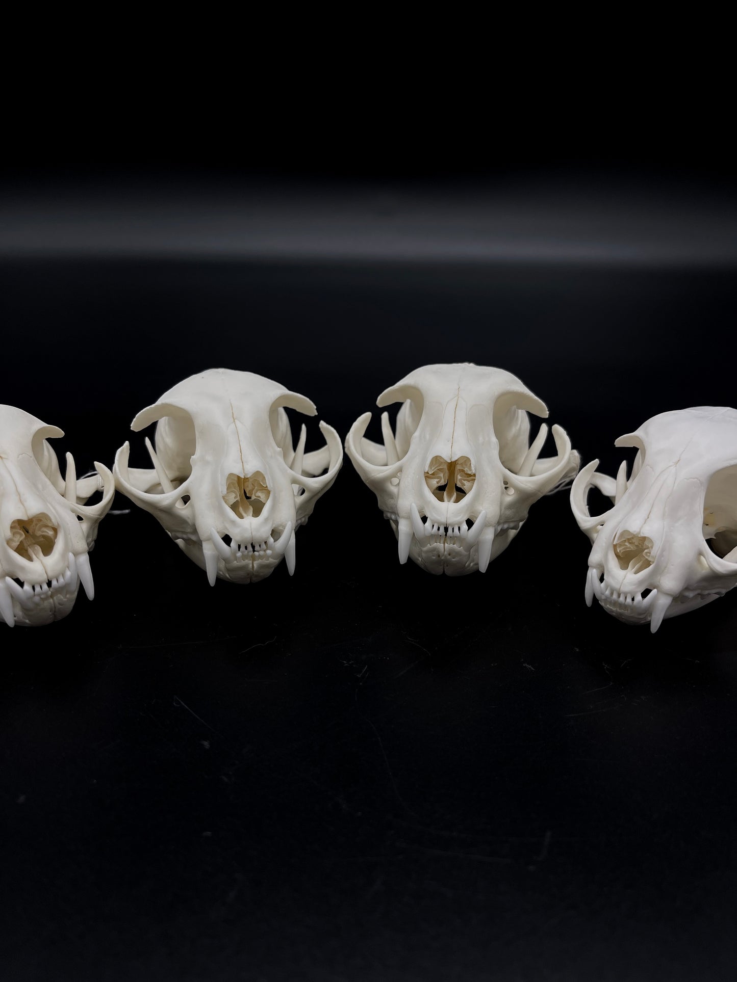 A+ Grade Feral Cat Skull