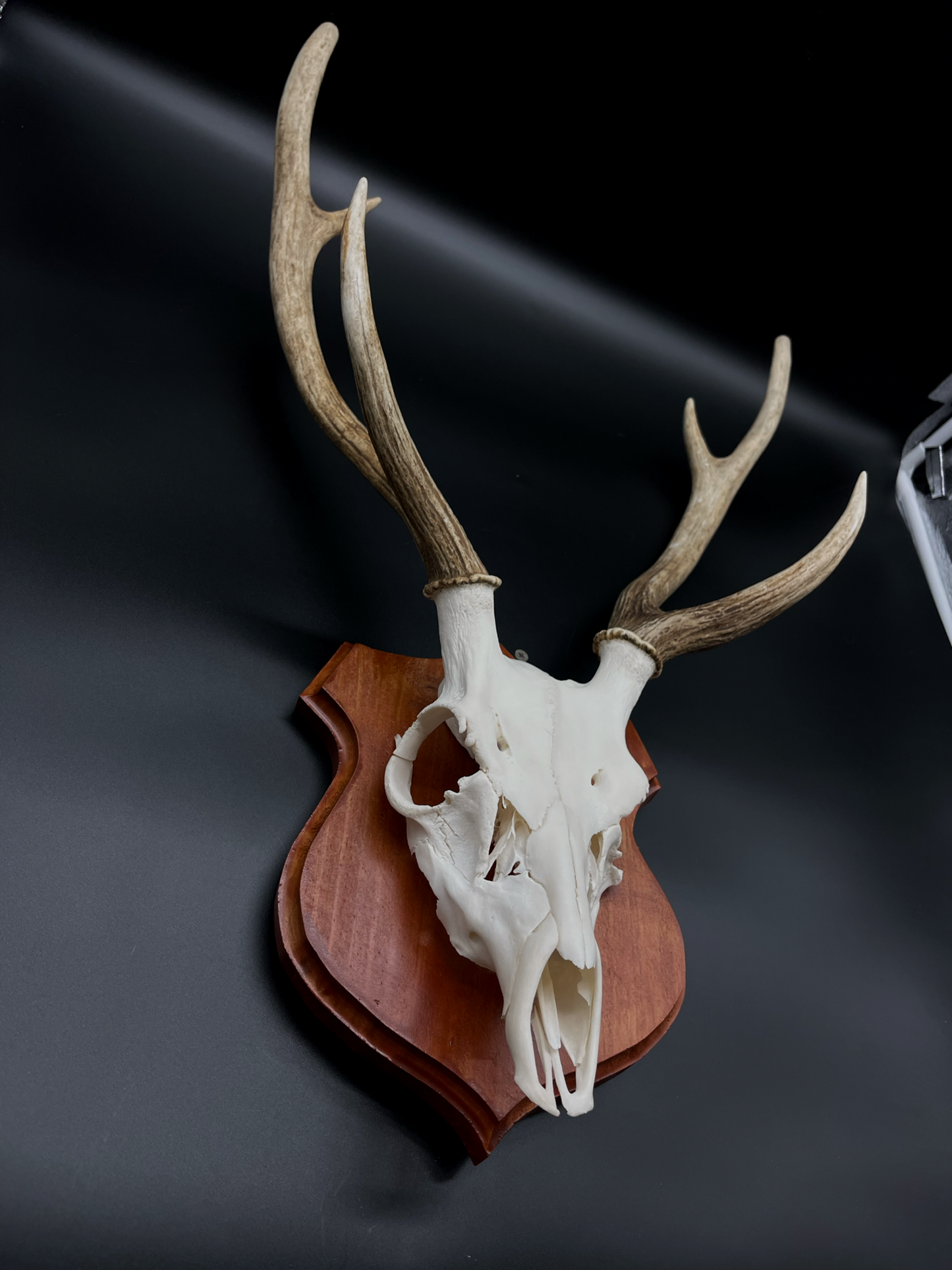 Chital Stag Euro Mount