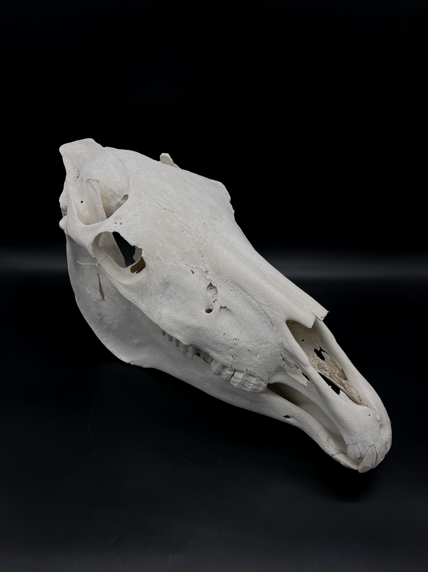 B Grade Pathological Horse Skull