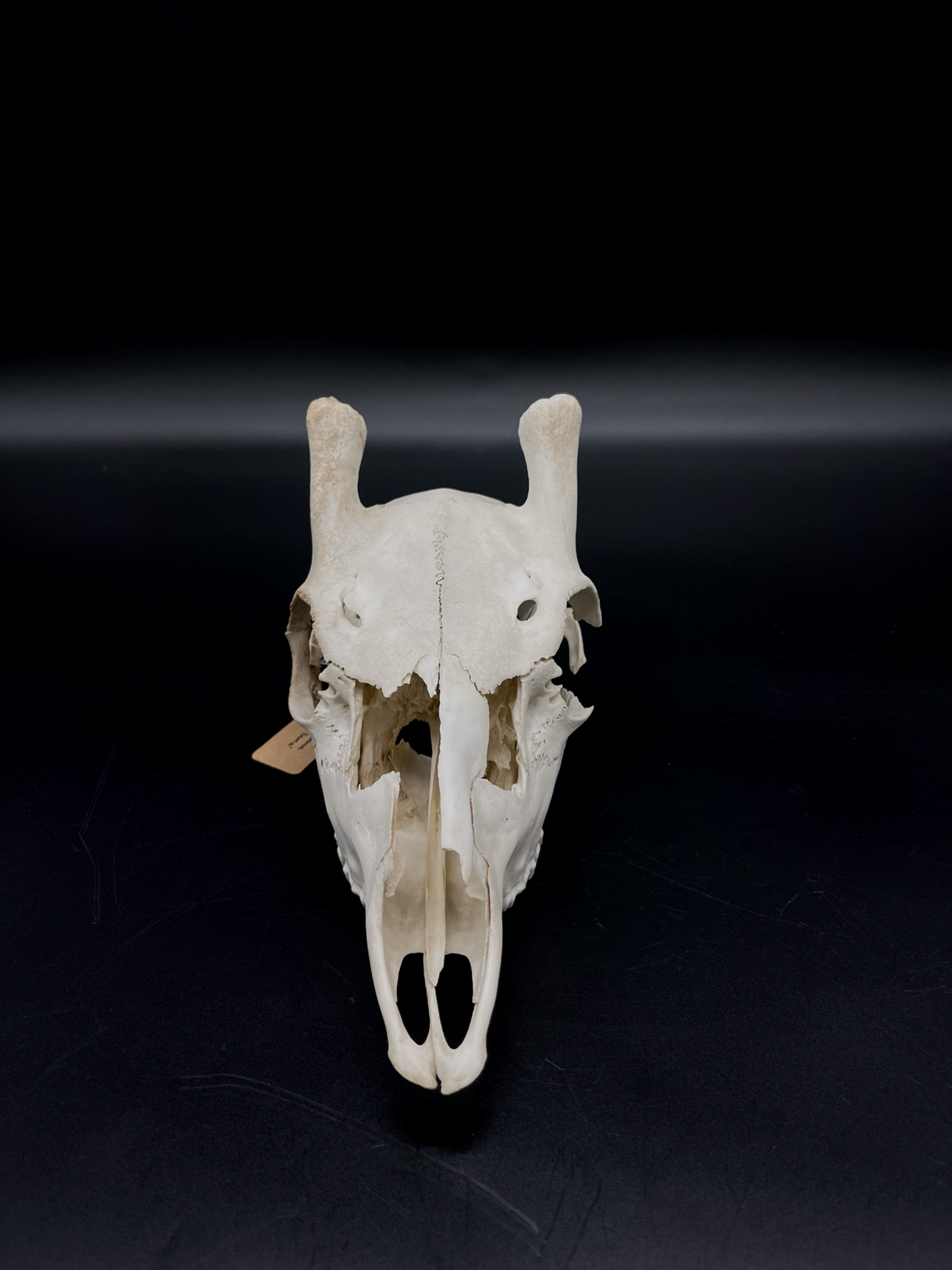 Craft Grade Fallow Spiker Skull