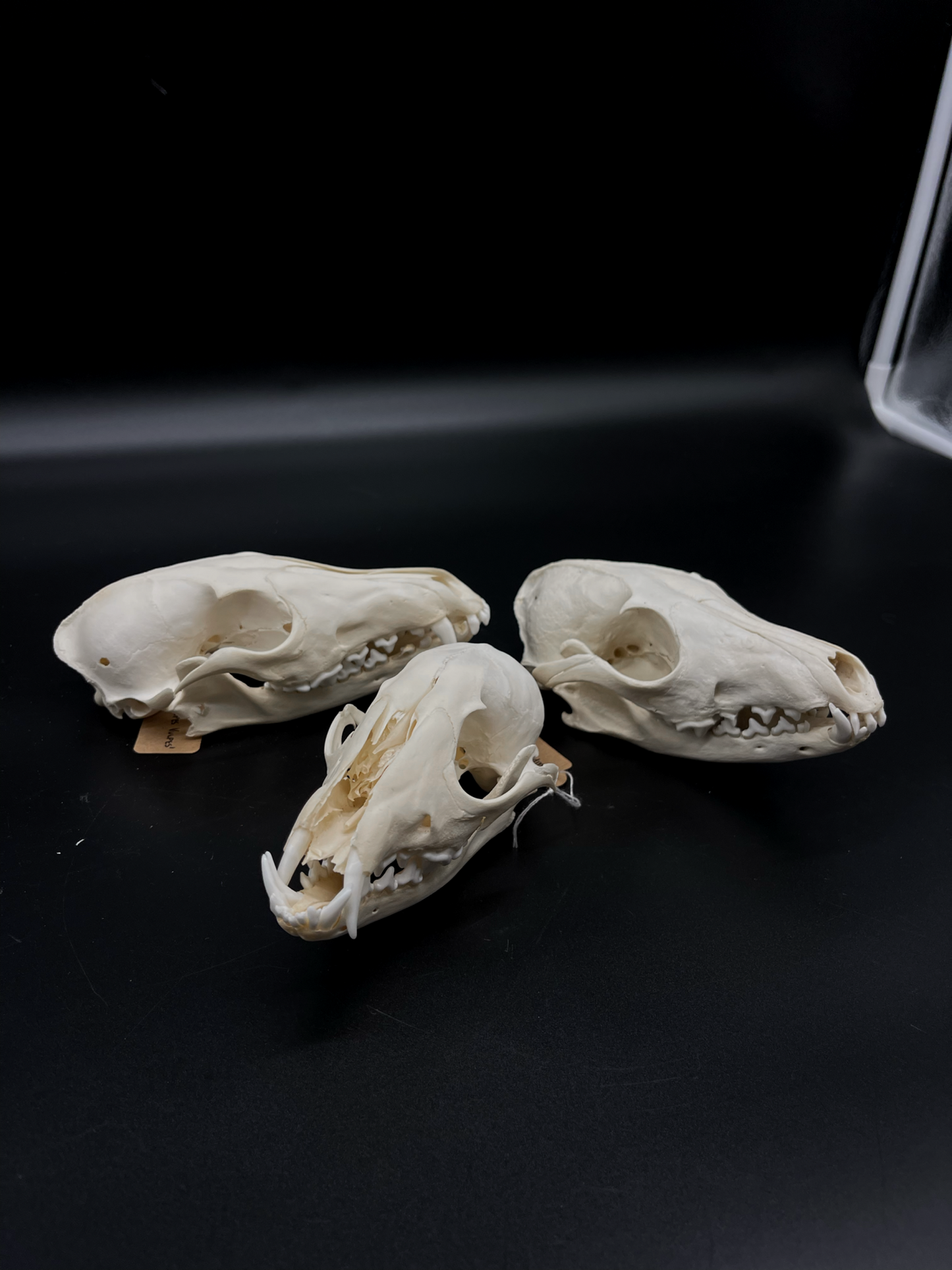Craft Grade Red Fox Skull