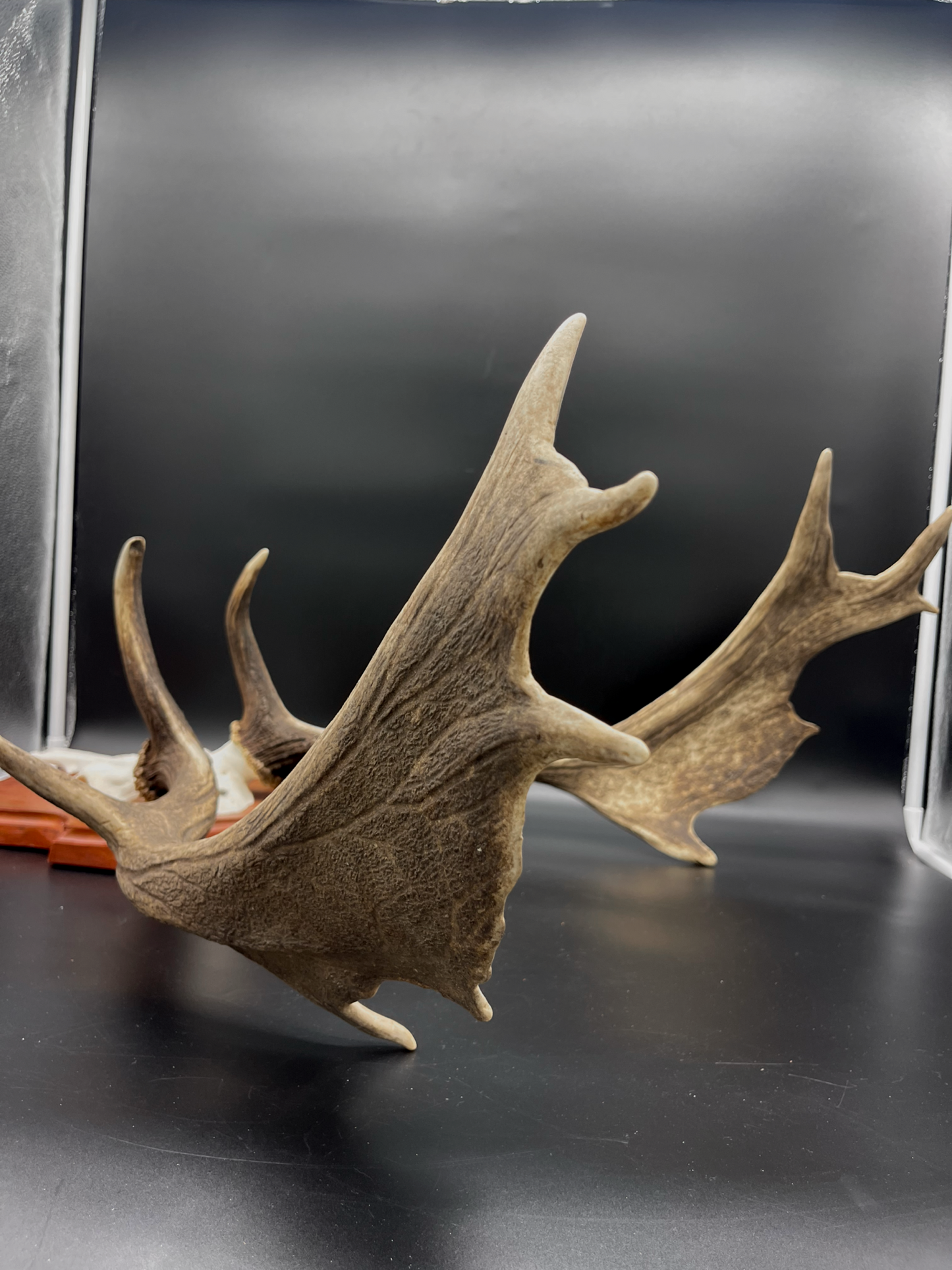 Fallow Buck half-skull cut European Mount