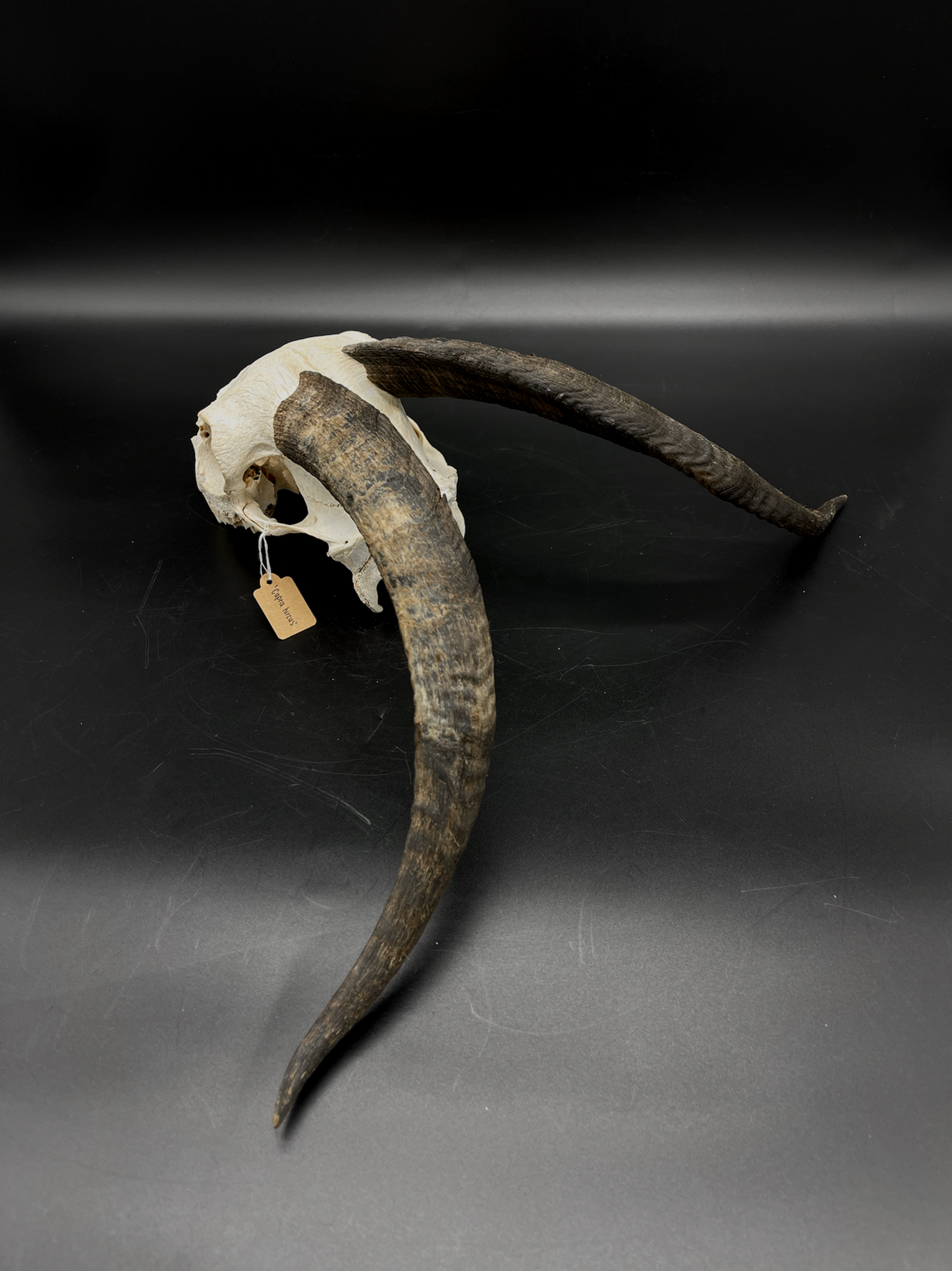 Craft Grade Nanny Goat Skull