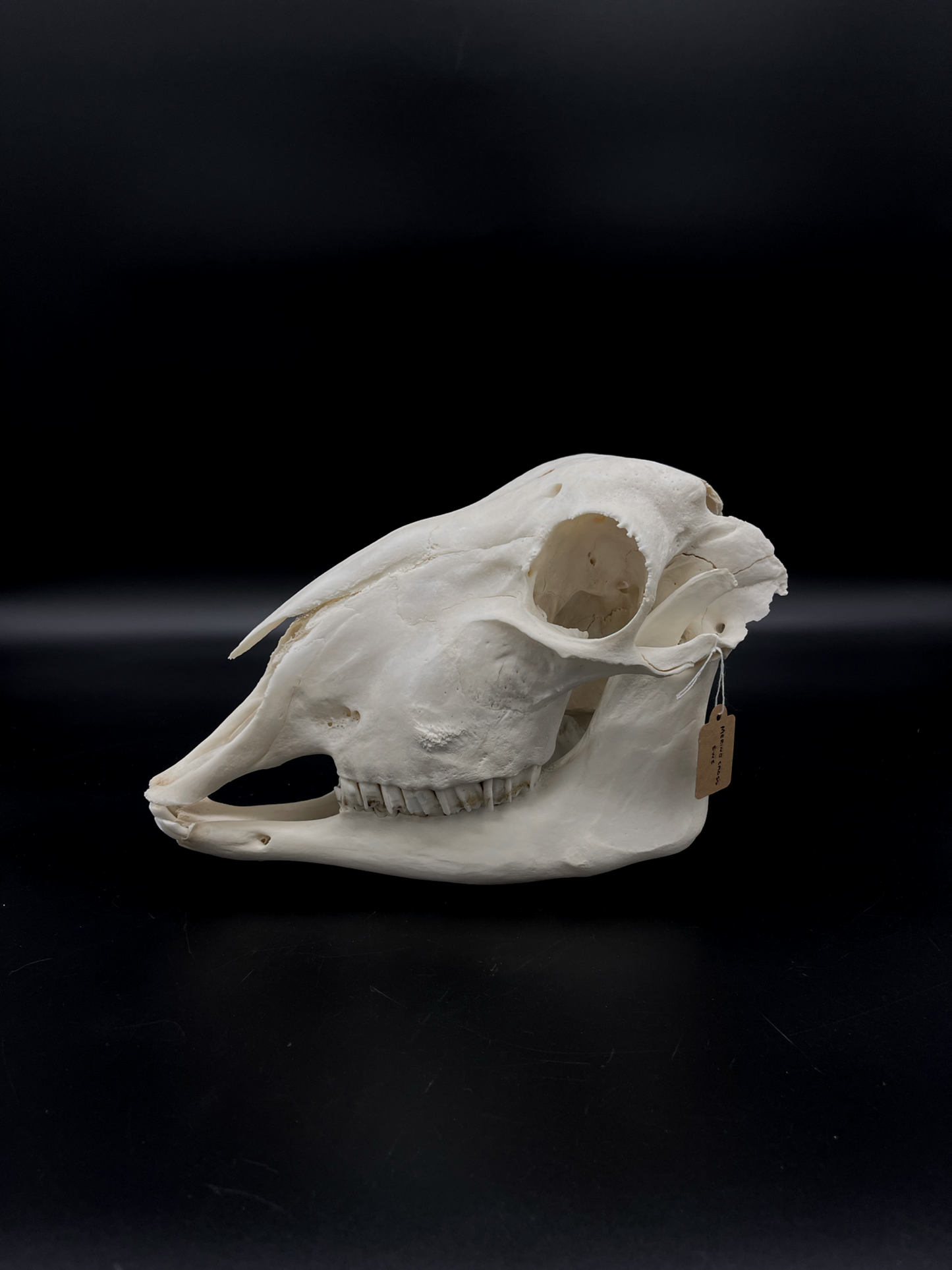 Craft Grade Merino X Border Ewe Skull